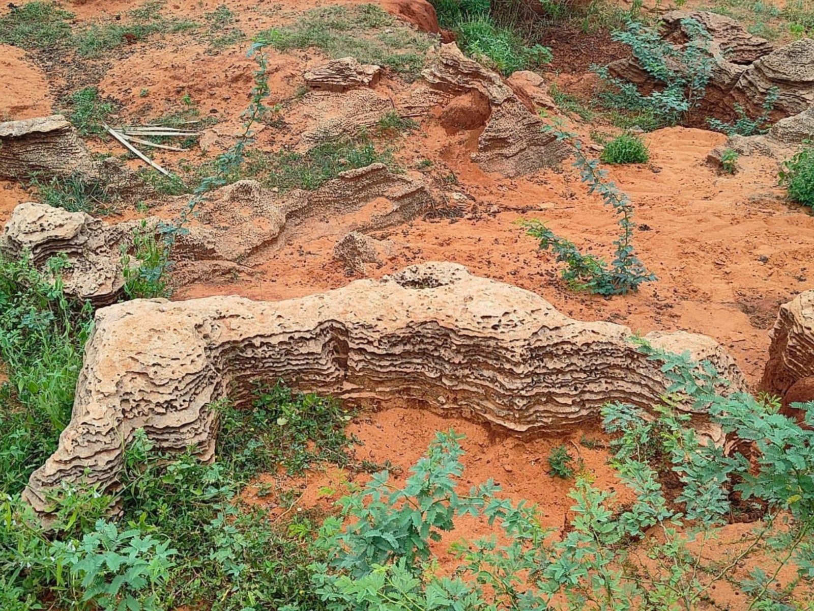 Visual of Marine fossils in Thoothukudi (Photo/@byadavbjp/X)