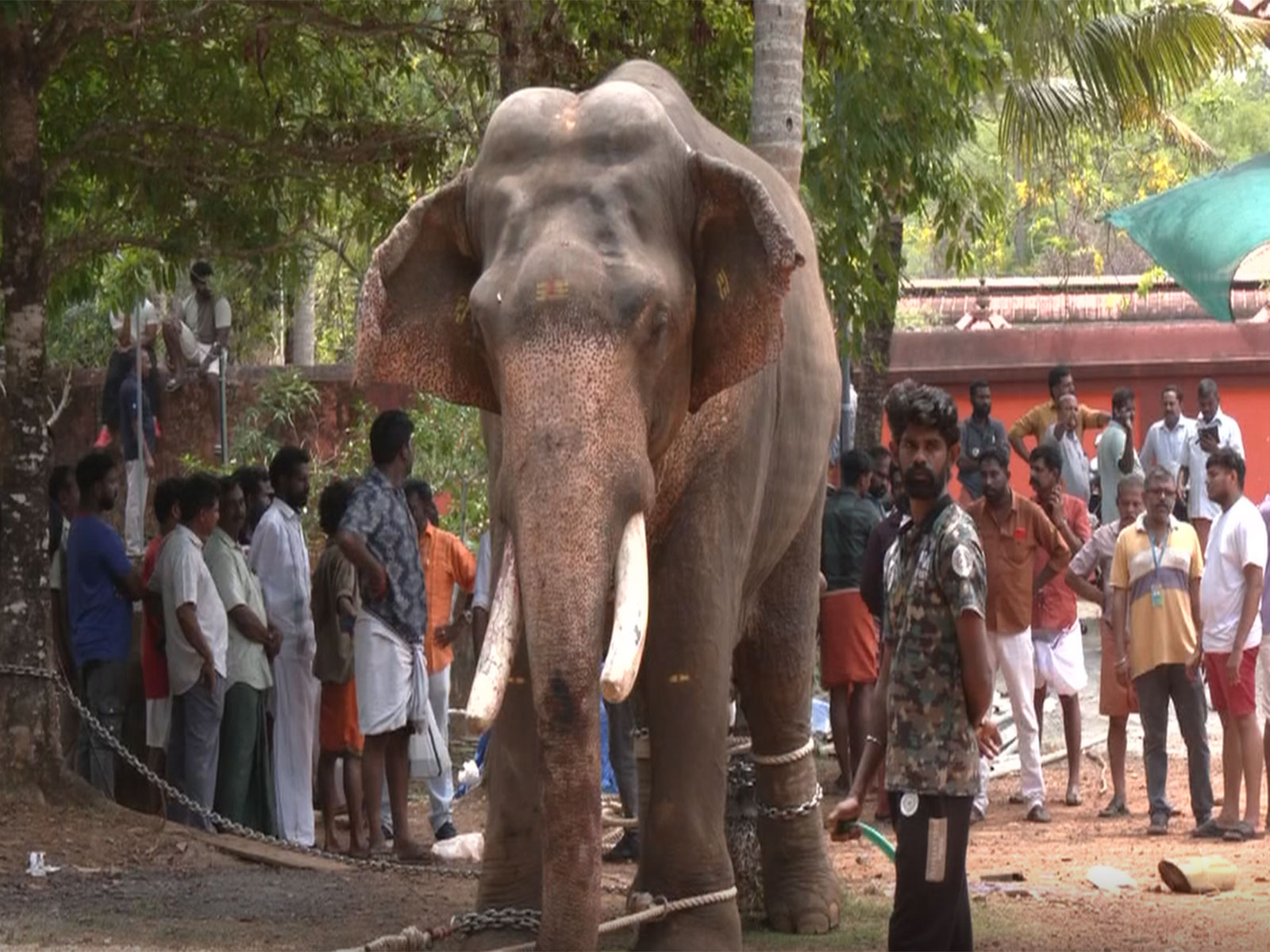 Captured Elephant Mayyanad Parthasarathy (Photo/ANI)