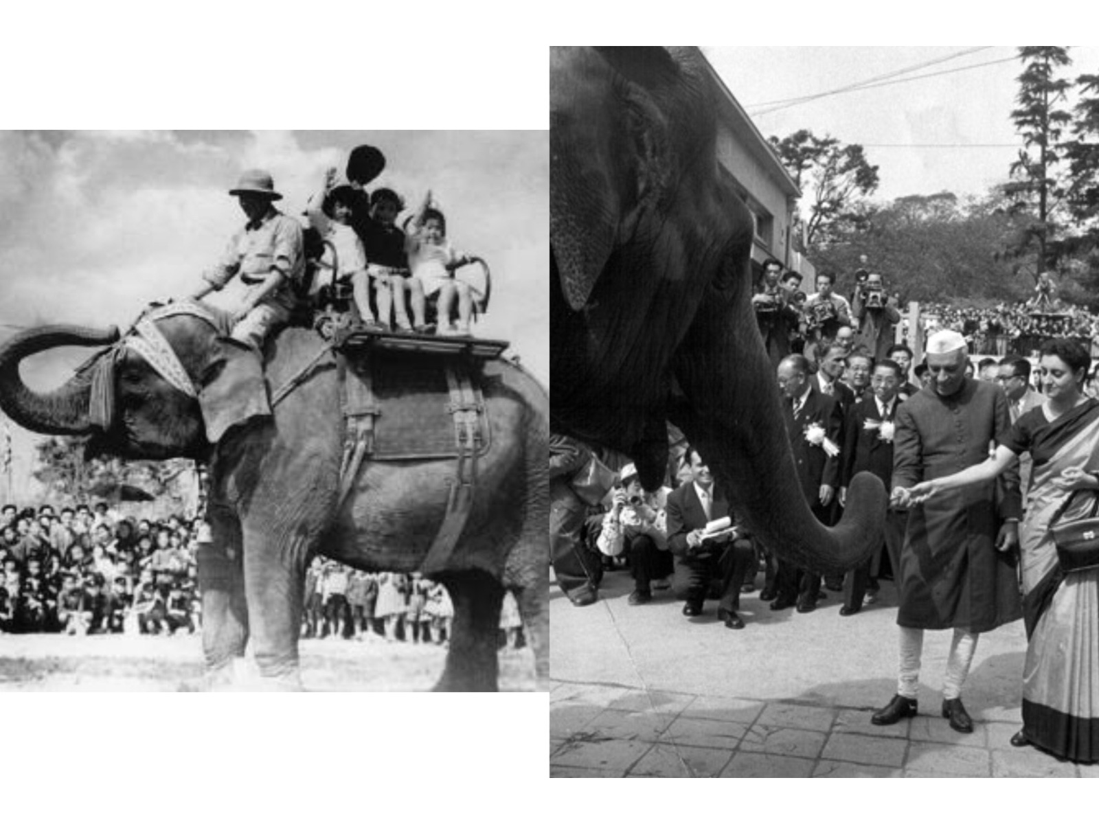 Indira the “magnificent elephant of exemplary behaviour.