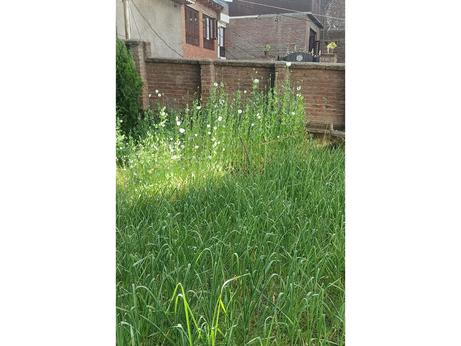 Anantnag Police detects illegal opium poppy cultivation at Sarnal Bala  (Photo/@AnantnagPolice)