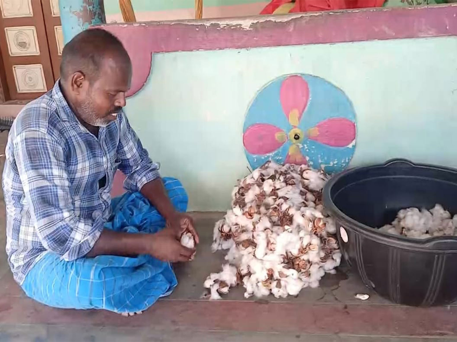 Kalidas cotton farming (Photo/ANI)