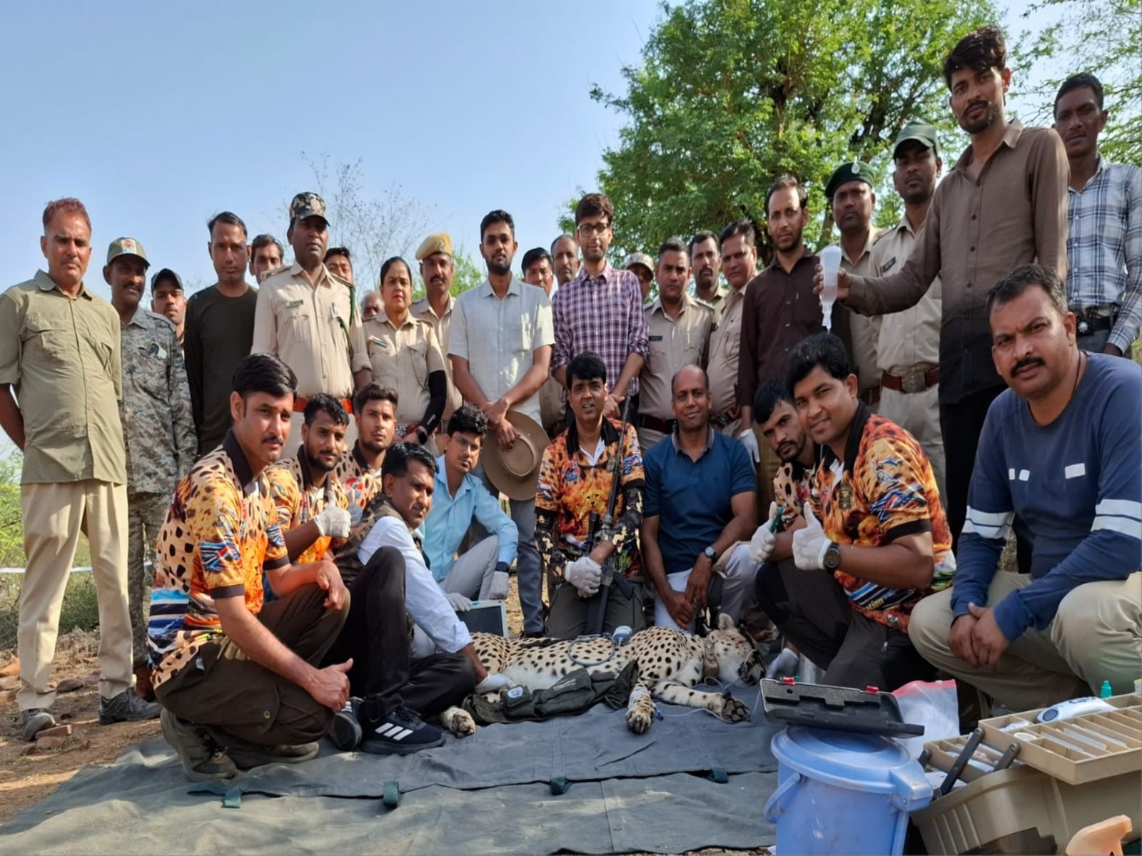Cheetah rescued from Rajasthan (Photo/ Kuno National Park Management)