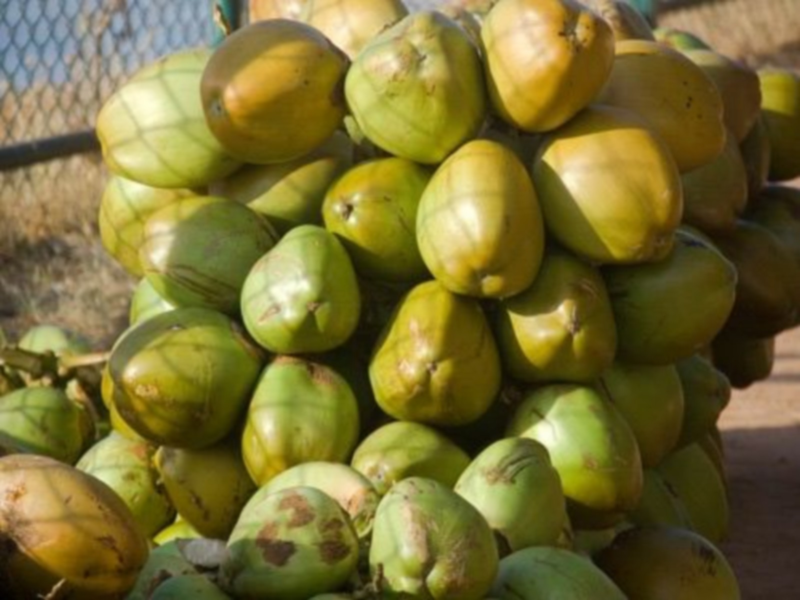 Gujarat records 20 pc rise in tender coconut production in two years (Photo/ANI)