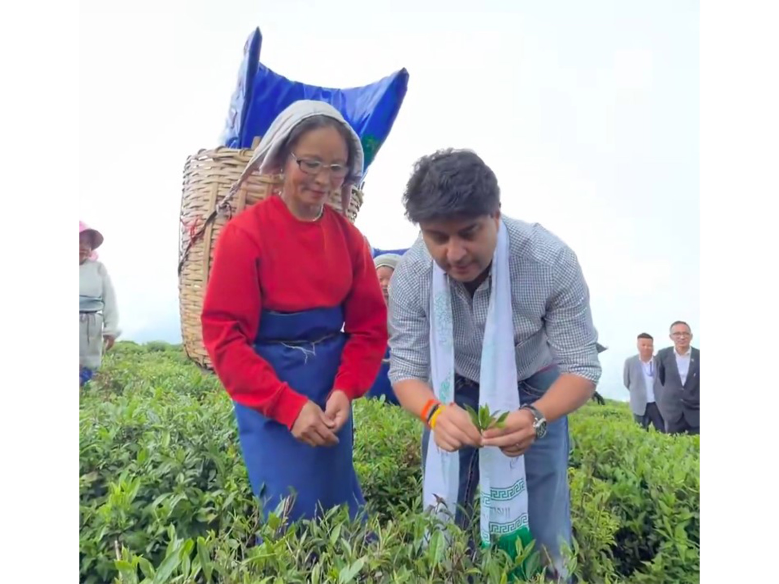 Union Minister Jyotiraditya Scindia plucks tea leaves, interacts with workers at Sikkim’s Temi Tea Garden (Photo/X@JM_Scindia)
