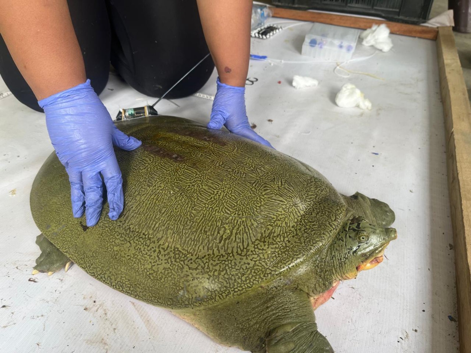 India's first satellite-tagged Ganges softshell turtle released at Kaziranga National Park on Friday  (Photo/@himantabiswa))