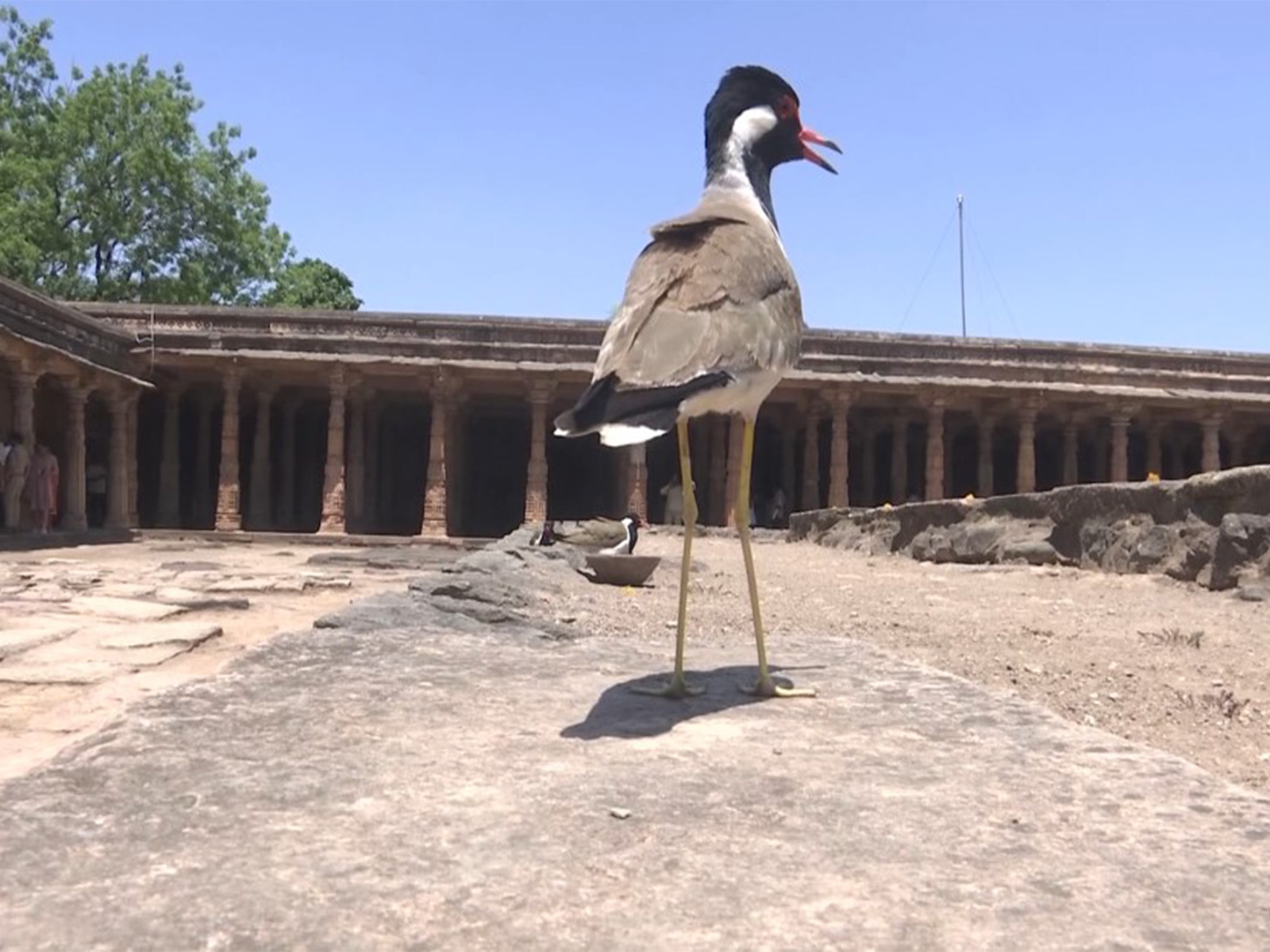 Rare red-wattled Lapwing spotted inside Bhojshala in Dhar in Madhya Pradesh (Photo/ANI)
