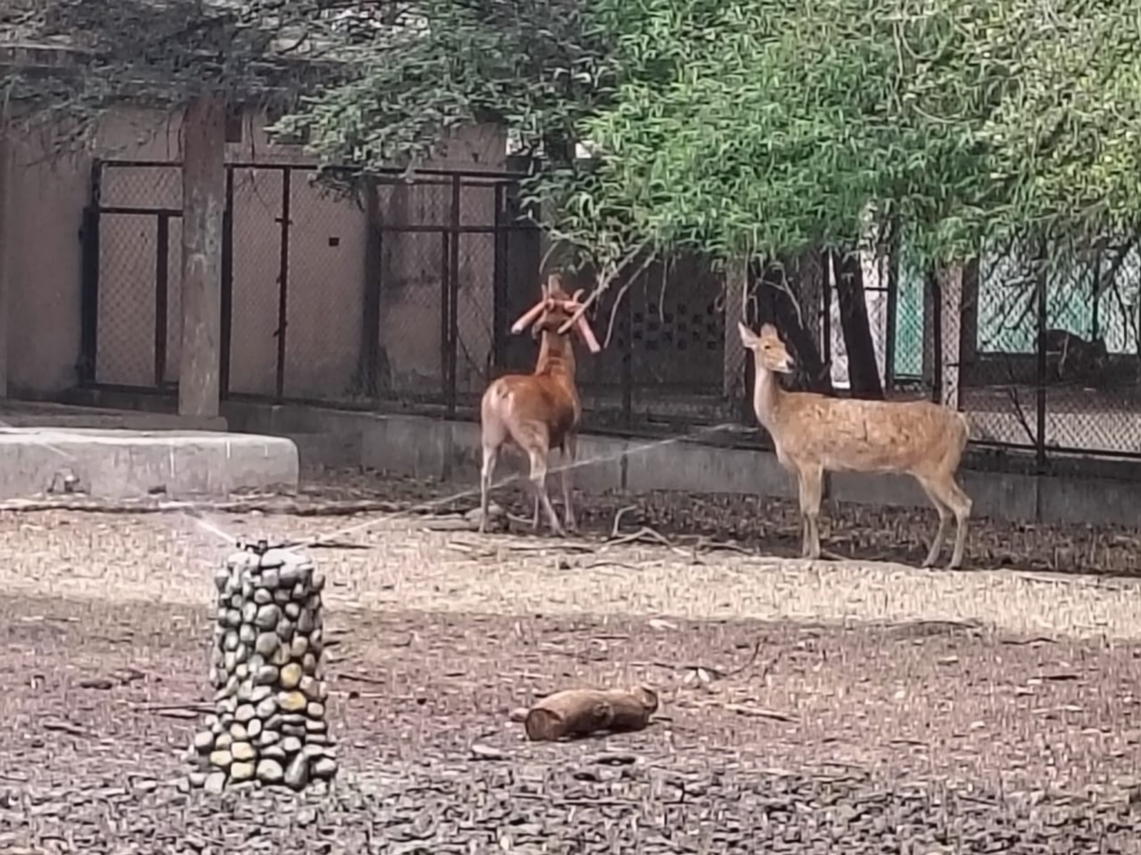 Nawab Wajid Ali Shah Zoological Garden (Photo/ANI)