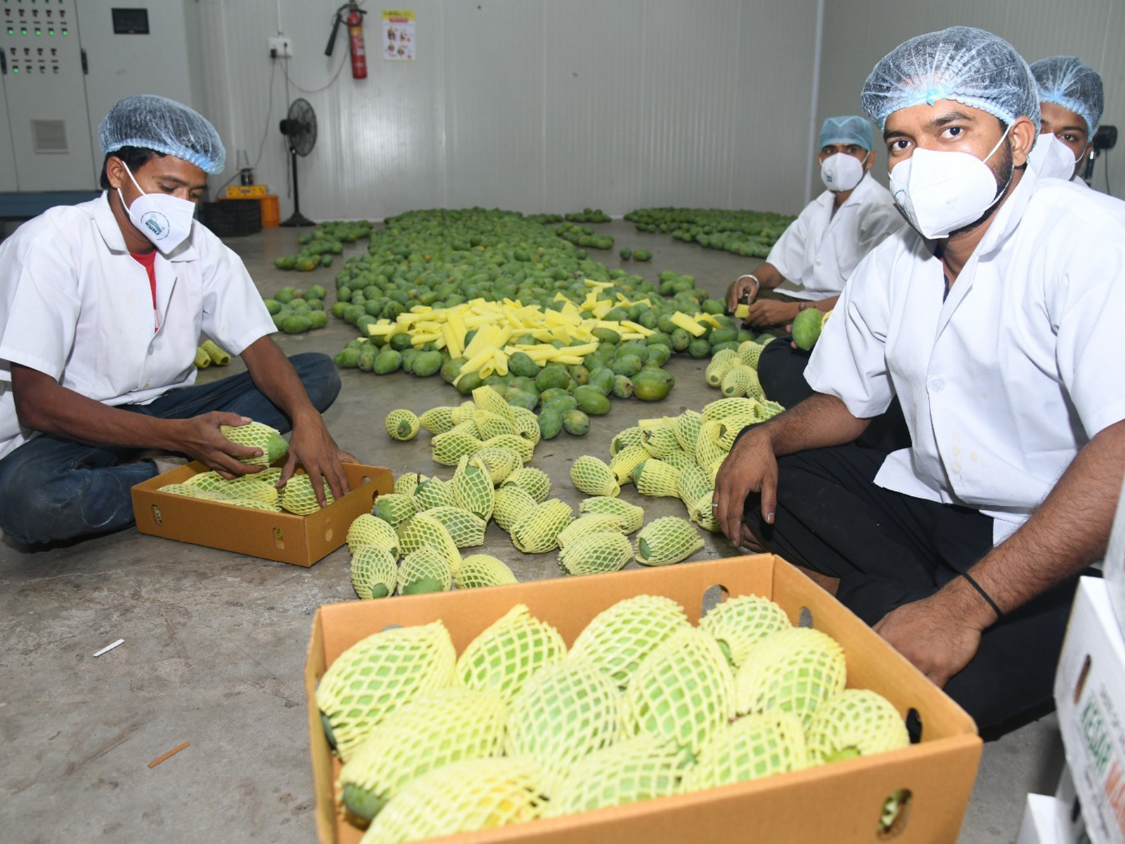 London Heathrow airport filled with the aroma of Gujarat’s Kesar mangoes (Photo/Gujarat CMO) London Heathrow airport filled with the aroma of Gujarat’s Kesar mangoes (Photo/Gujarat CMO)
