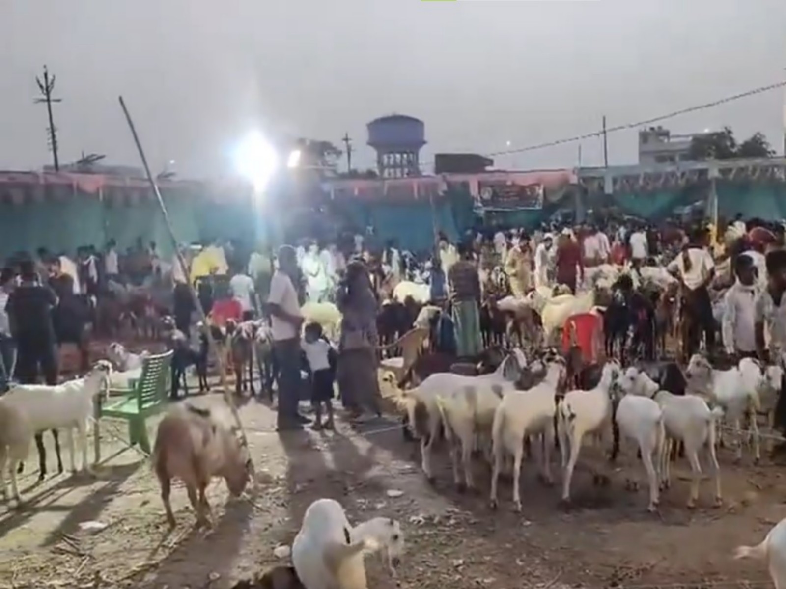 Lucknow goat markets witness rush ahead of Eid-ul-Adha (Photo/ANI)