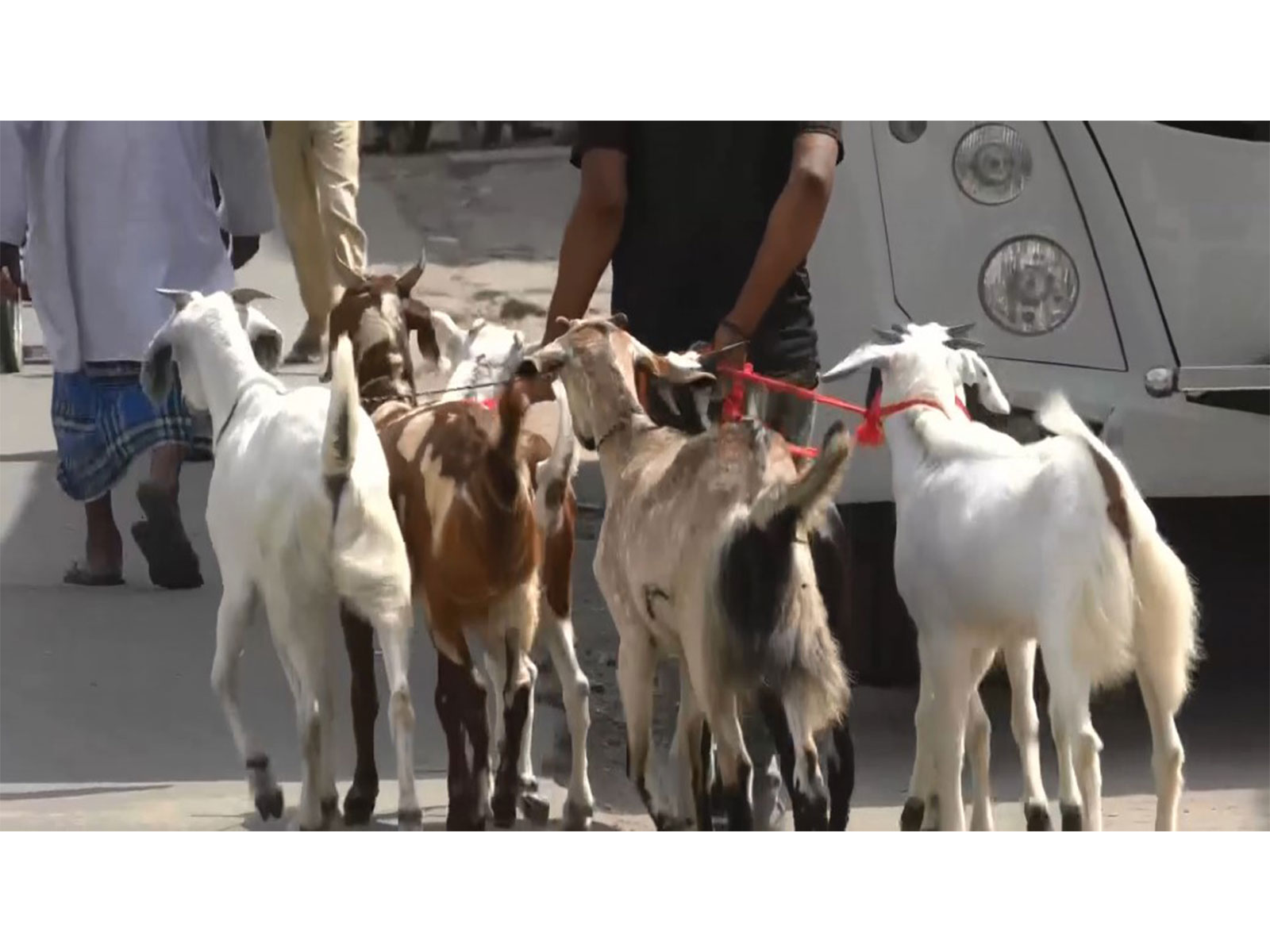 Goats fall ill due to intense summer heat ahead of Eid-Al-Adha (Photo/ANI)
