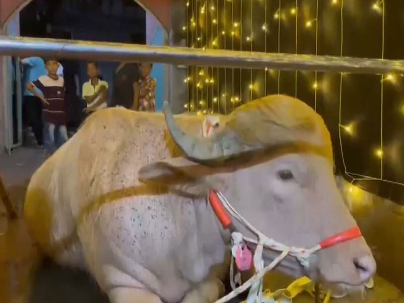 Buffalo that gained viral attention due to its resemblance to US President Donald Trump (File Photo/ANI) Buffalo that gained viral attention due to its resemblance to US President Donald Trump (File Photo/ANI)