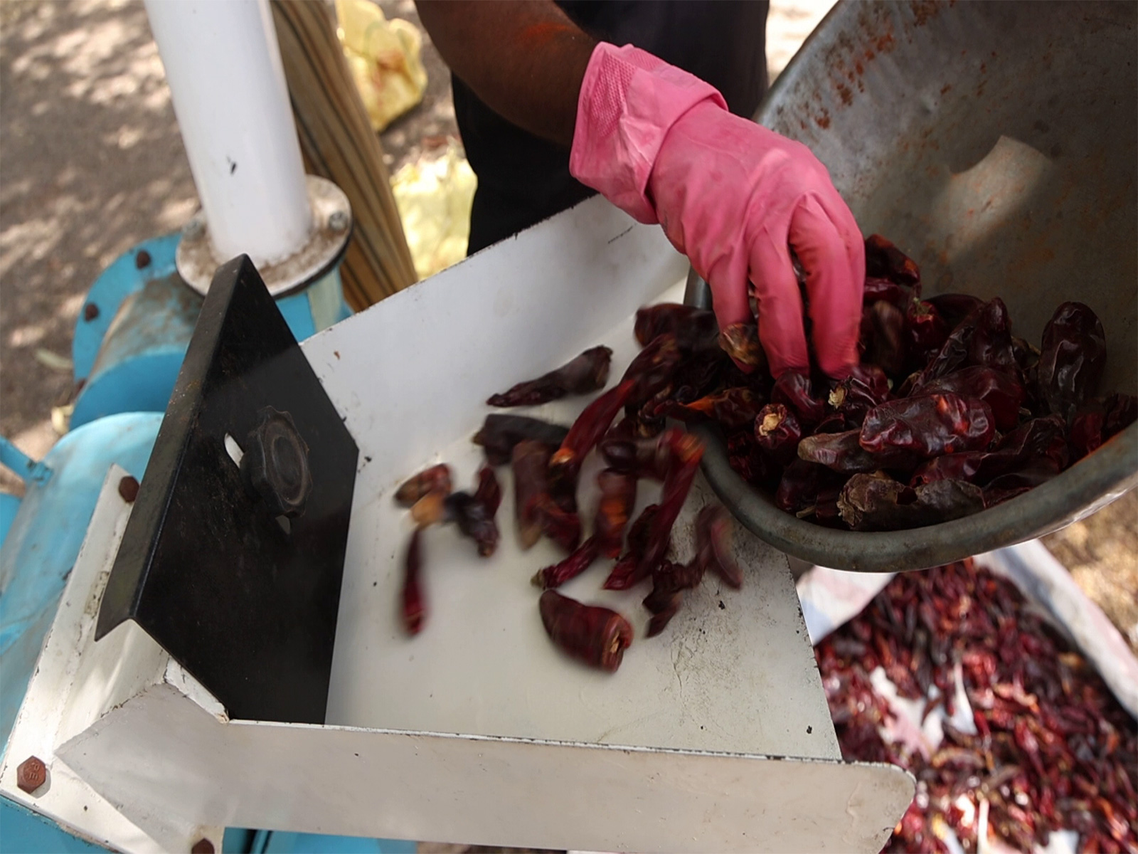 Farmers in Rajkot adopt scientific nursery techniques for chilli cultivation under government-supported schemes (Photo/ANI) Farmers in Rajkot adopt scientific nursery techniques for chilli cultivation under government-supported schemes (Photo/ANI)