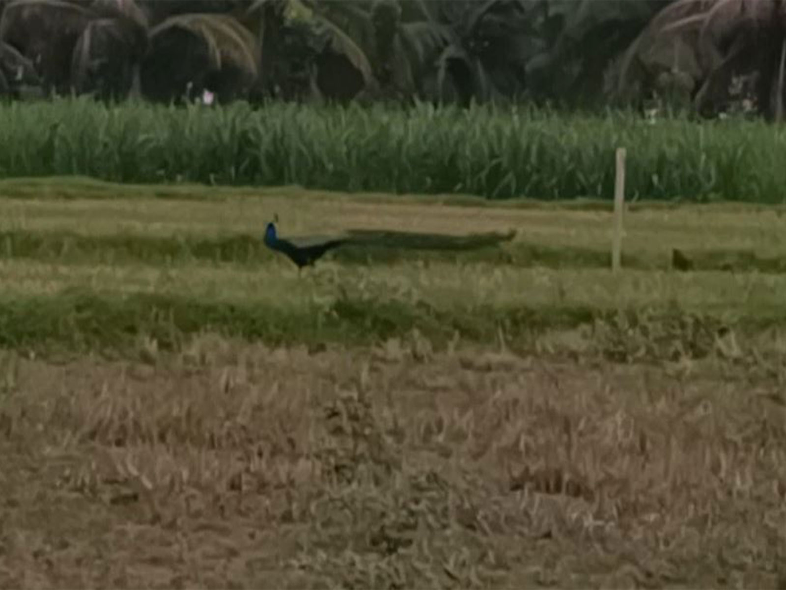 Tamil Nadu: Peacocks lose forest habitat, take shelter in farmlands (Photo/ANI)