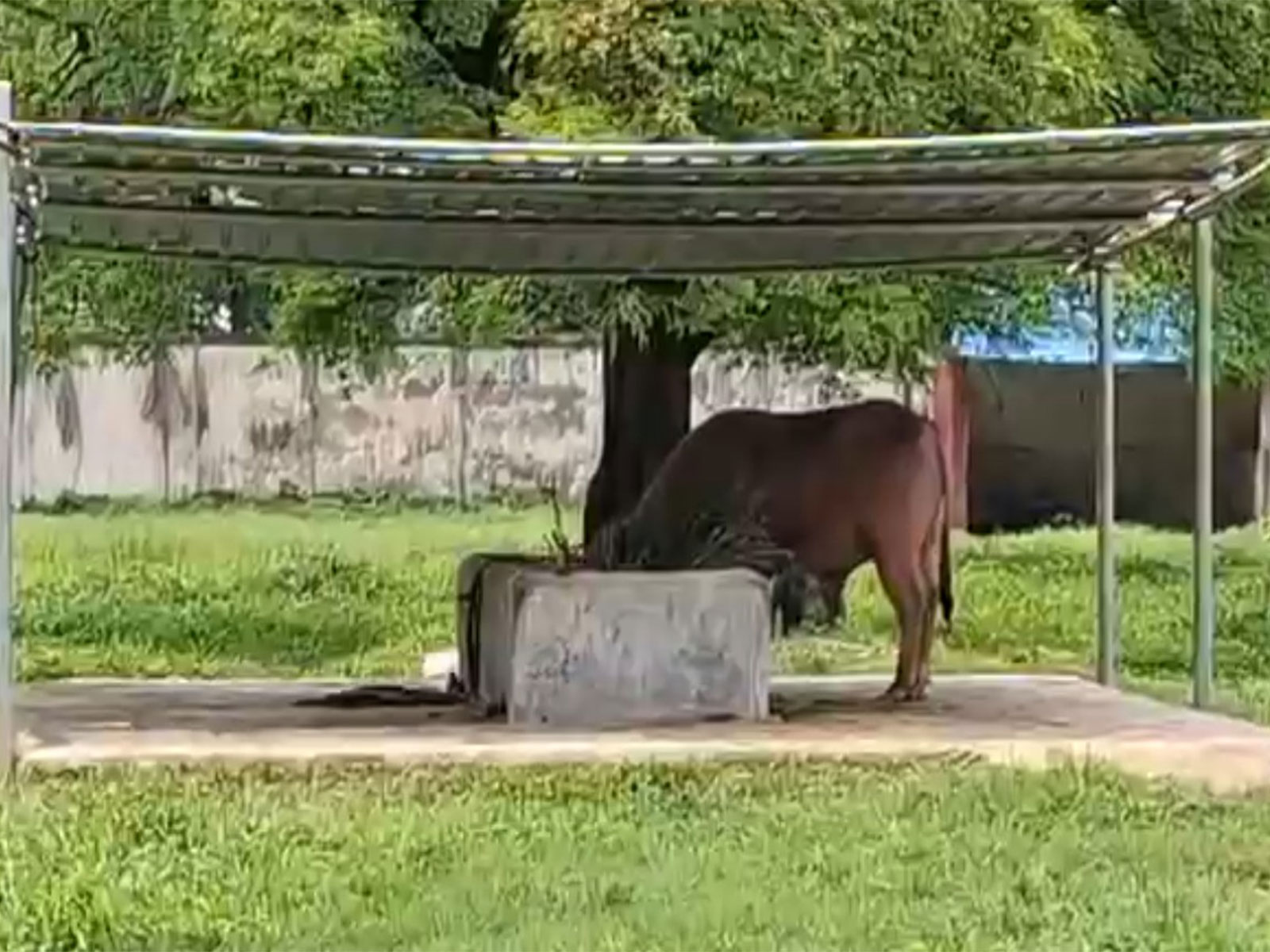 Visitors flock to Dhaka Zoo to see Bangladesh’s viral sensation ‘Trump' buffalo (Photo/ANI) Visitors flock to Dhaka Zoo to see Bangladesh’s viral sensation ‘Trump' buffalo (Photo/ANI)