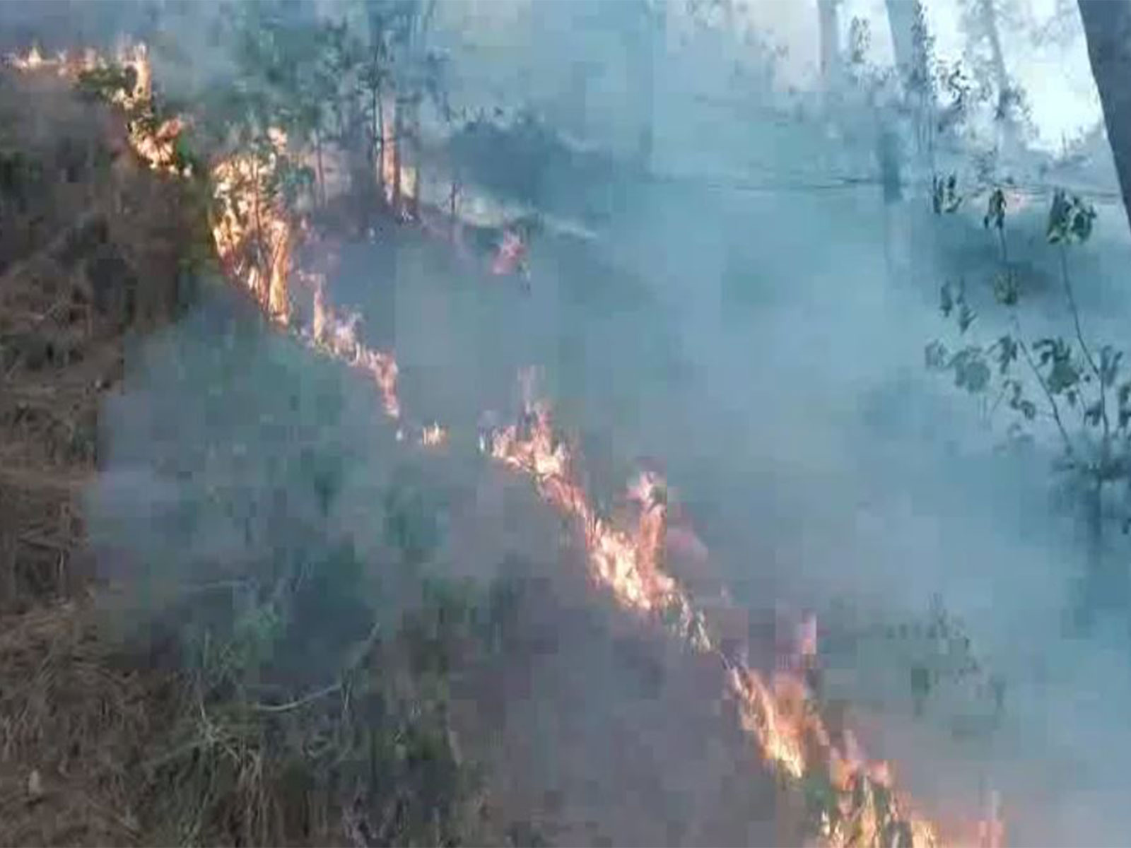 Fire at Rajouri Forest Division (Photo/ANI)