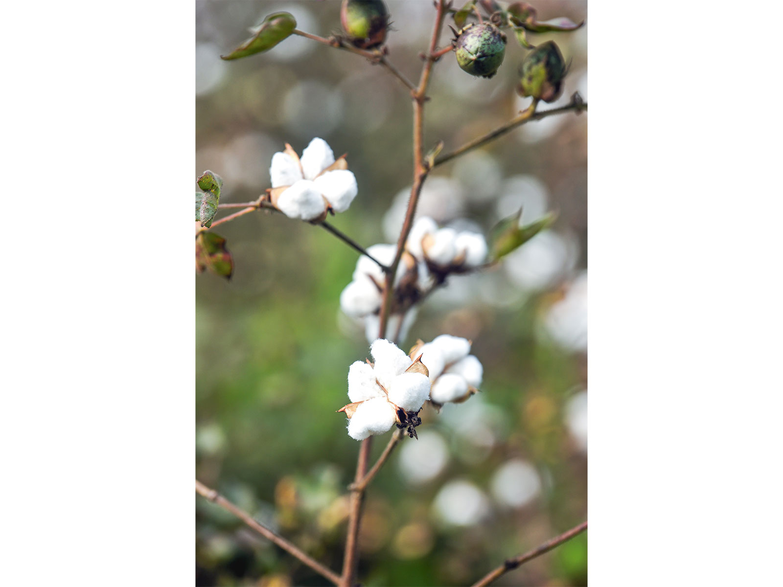 A cotton plant at a field near Kuhi Taluka, in Nagpur (Photo/ANI) A cotton plant at a field near Kuhi Taluka, in Nagpur (Photo/ANI)