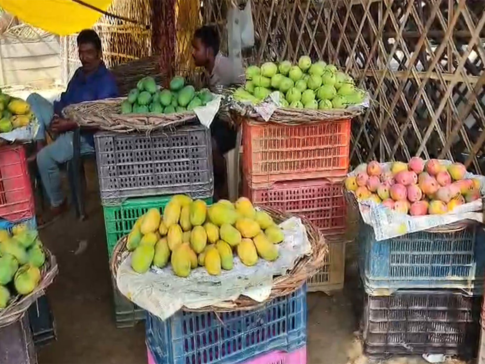 Malihabad Dussehri season begins (Photo/ANI)