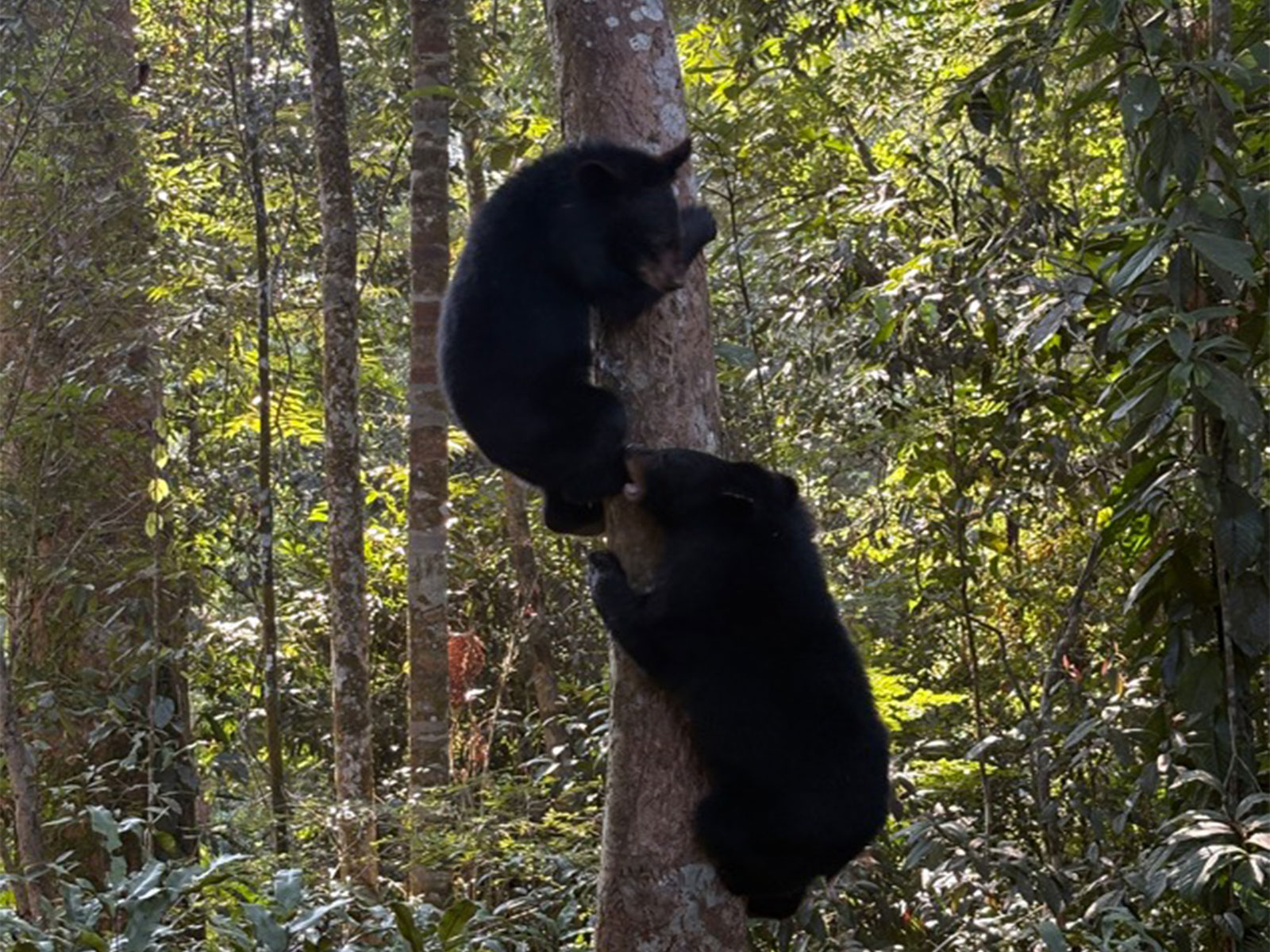 Orphaned Asiatic black bears released in Dehing Patkai in Assam (Photo/ANI)