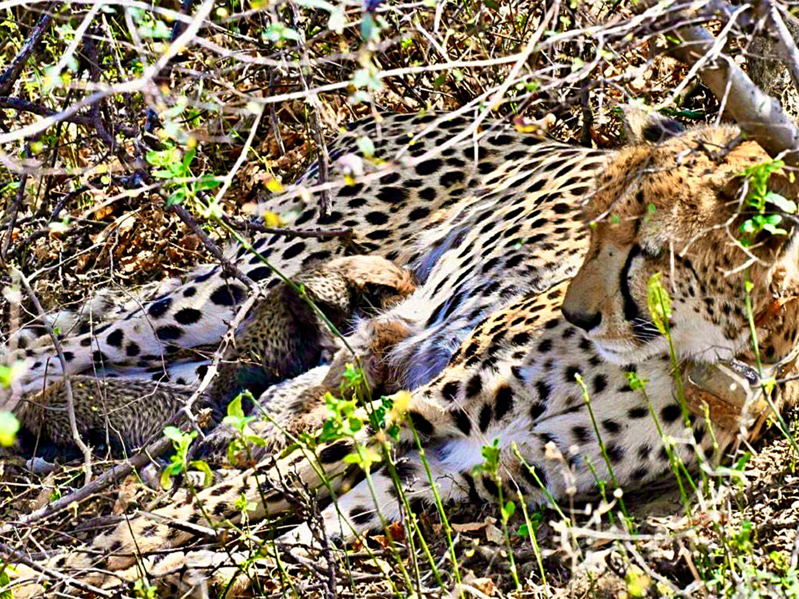 Cheetah with cubs (File photo /ANI)