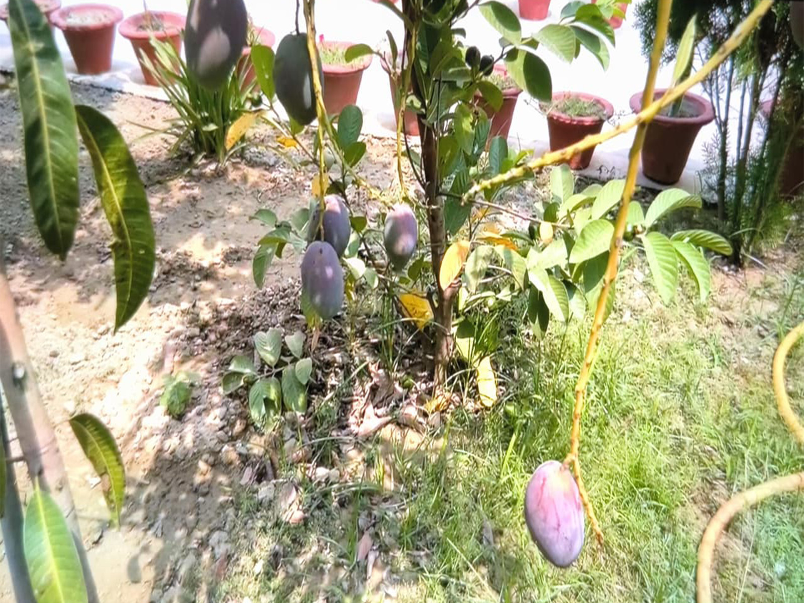 Miyazaki Mangoes (Photo/ANI)