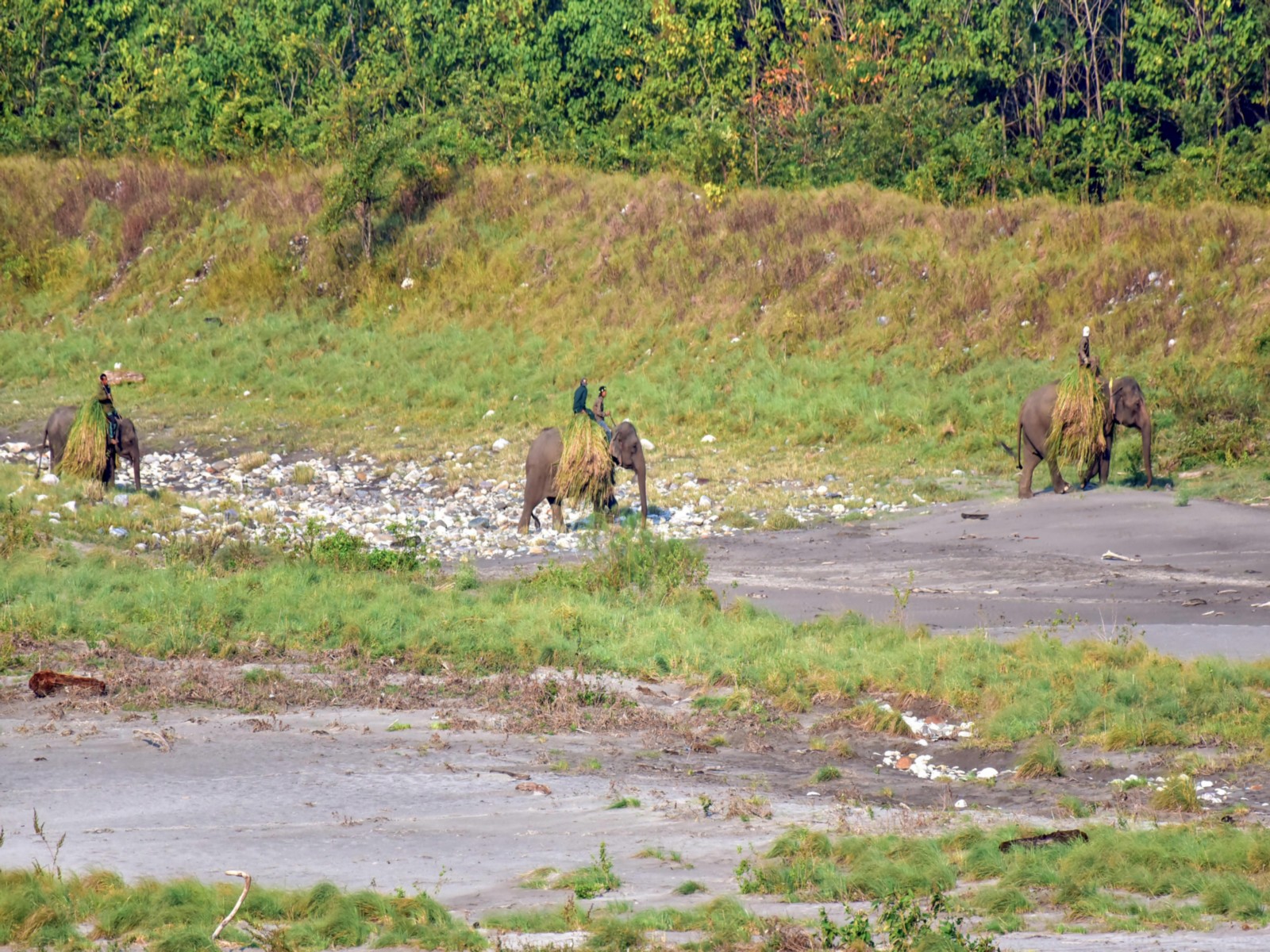 Visual from Manas National Park (File Photo/ANI)