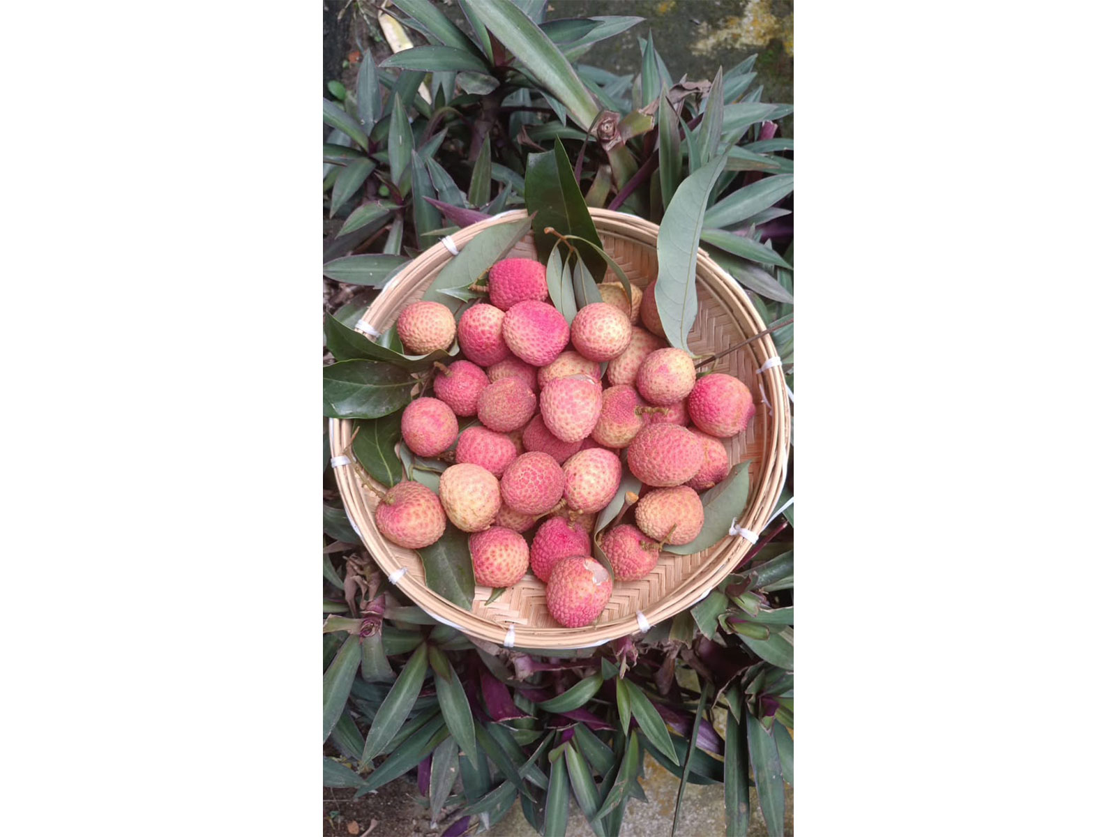 Assam’s GI-tagged Tezpur litchi (Photo/X/ @PiyushGoyal)