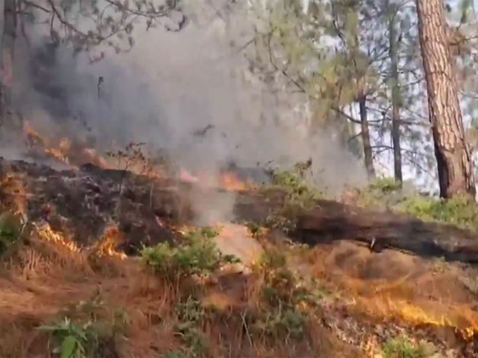 Forest fires break out in multiple locations across the Rajouri districts (Photo/ANI) Forest fires break out in multiple locations across the Rajouri districts (Photo/ANI)