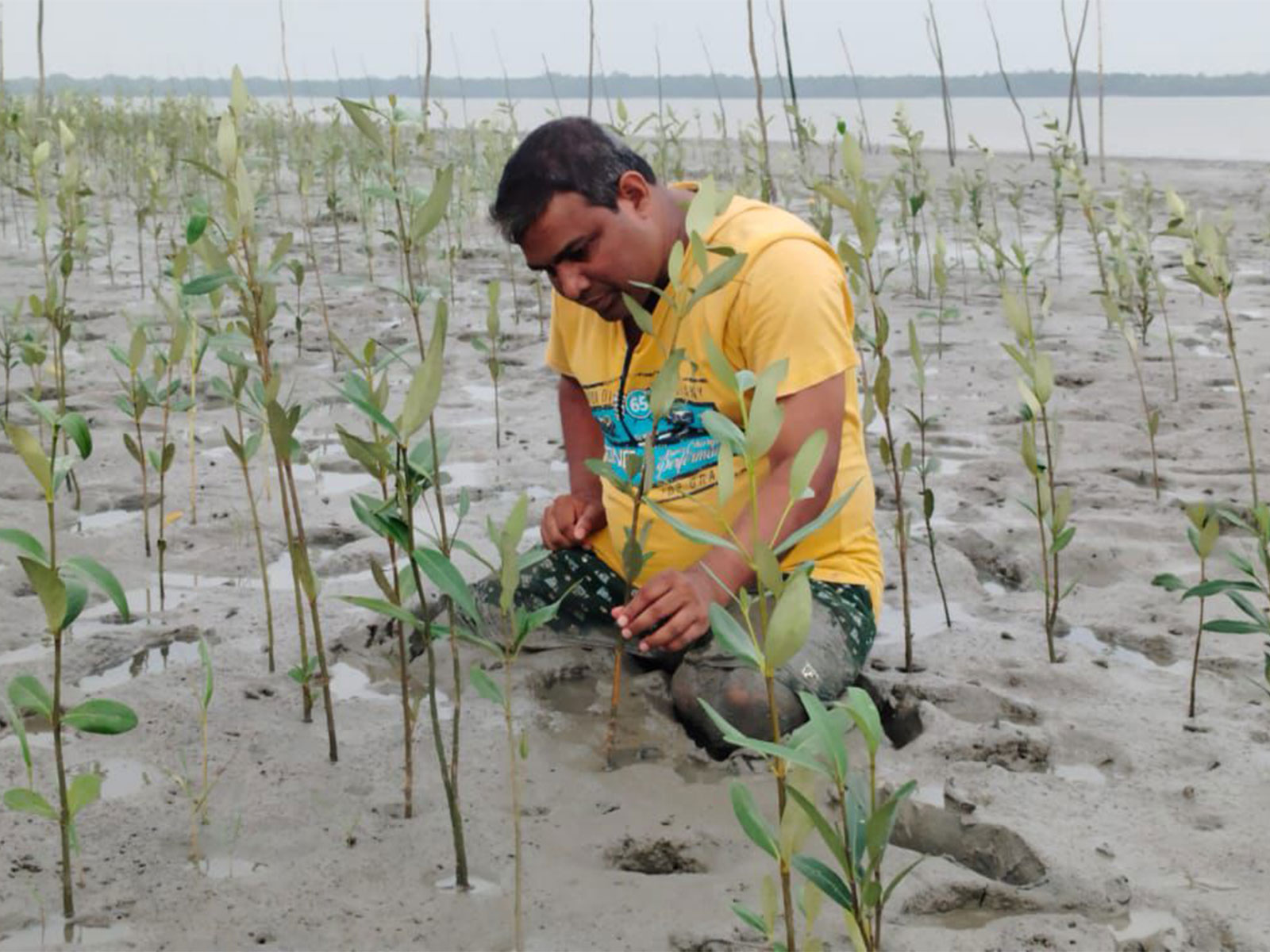 Mangroves of Sunderbans region (Photo/ANI)
