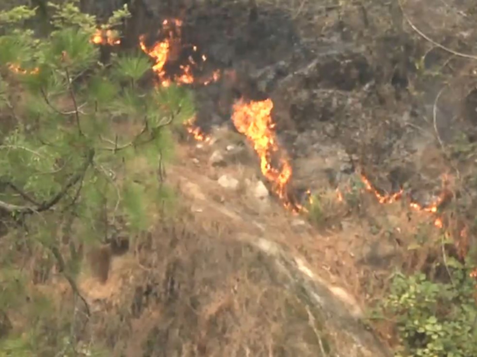 Forest fire broke out in the hills near Katra, JK (Photo/ANI) Forest fire broke out in the hills near Katra, JK (Photo/ANI)