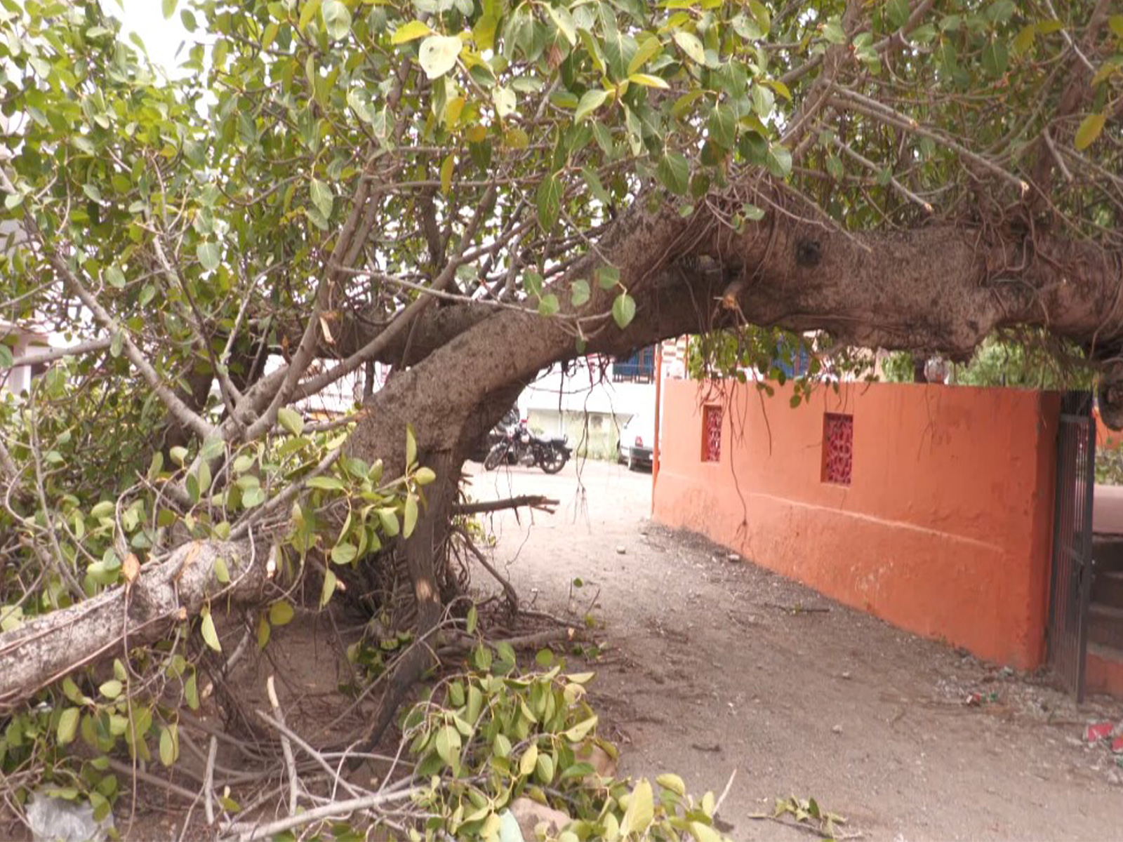 Udhampur storm uproots peepal tree (Photo/ANI)