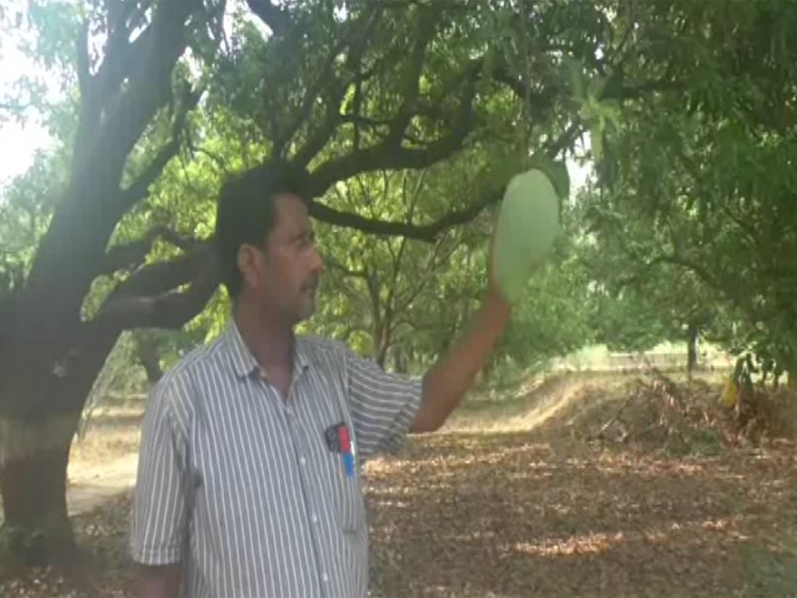 Orchard owner Shivraj Singh Jadhav (Photo/ANI)