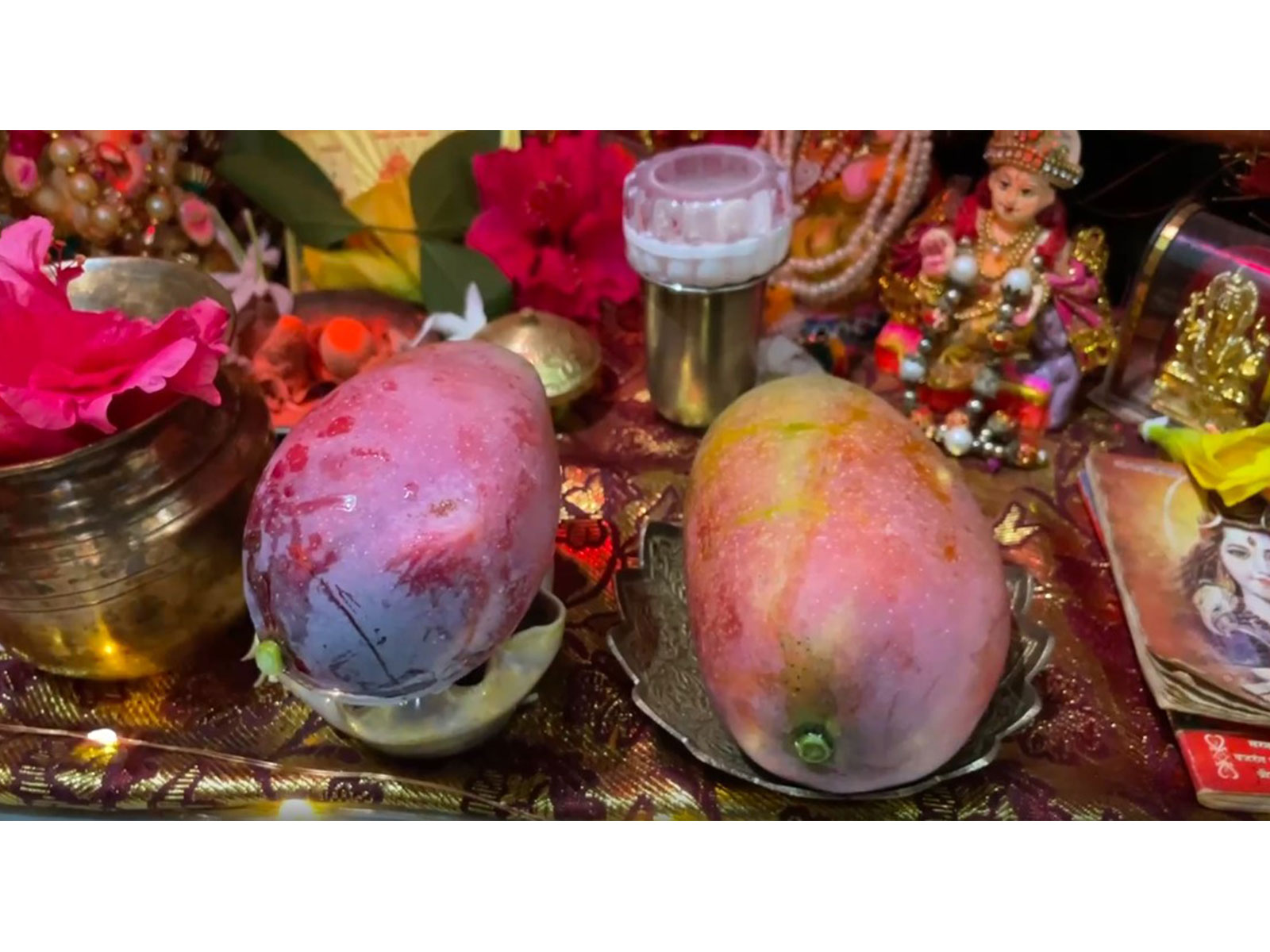 Japan's rare 'Miyazaki' mango offered to Lord Ram for the first time (Photo/ANI) Japan's rare 'Miyazaki' mango offered to Lord Ram for the first time (Photo/ANI)