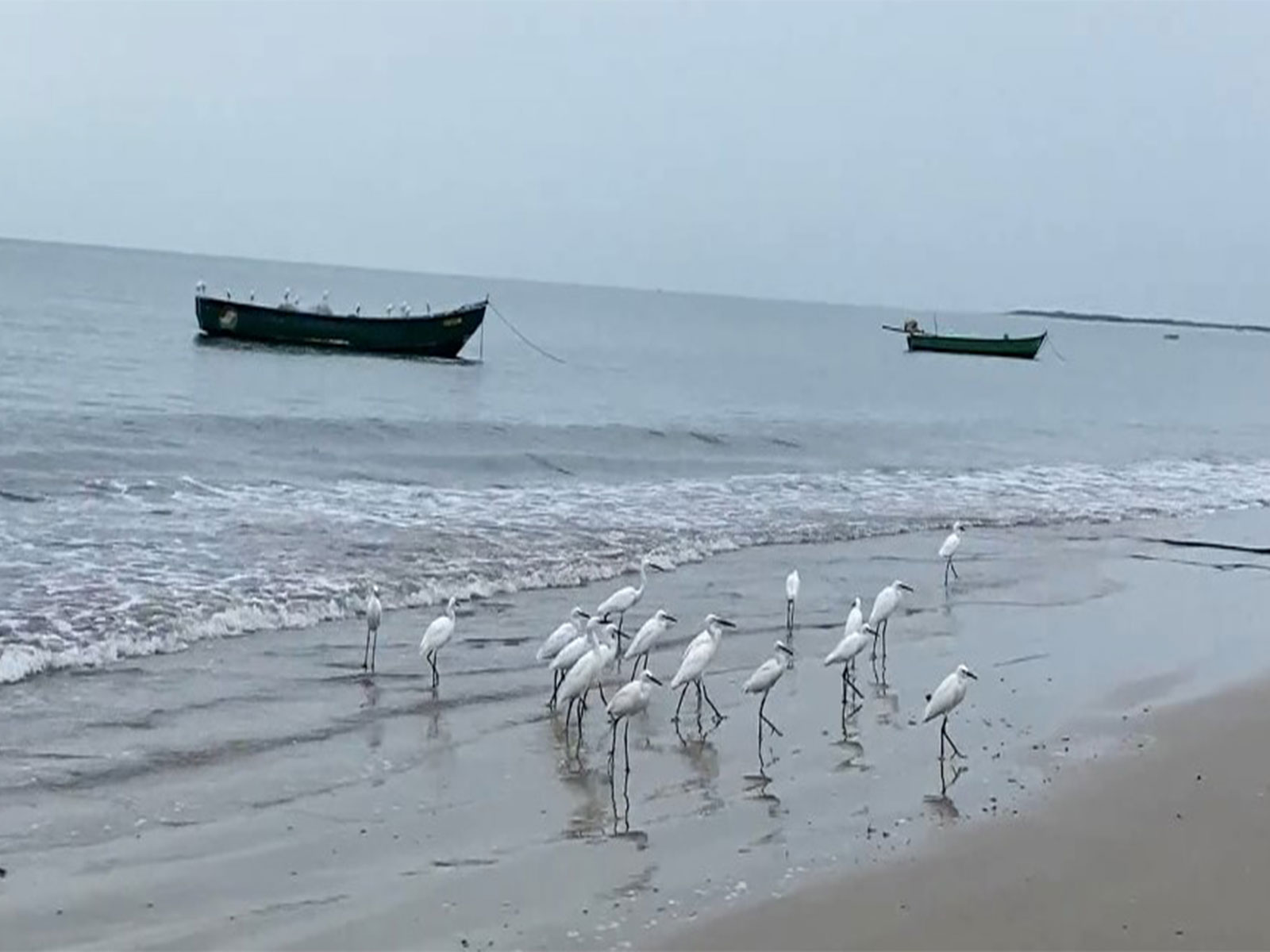 Red seaweed washed ashore along Thoothukudi Harbour Beach (Photo/ANI)