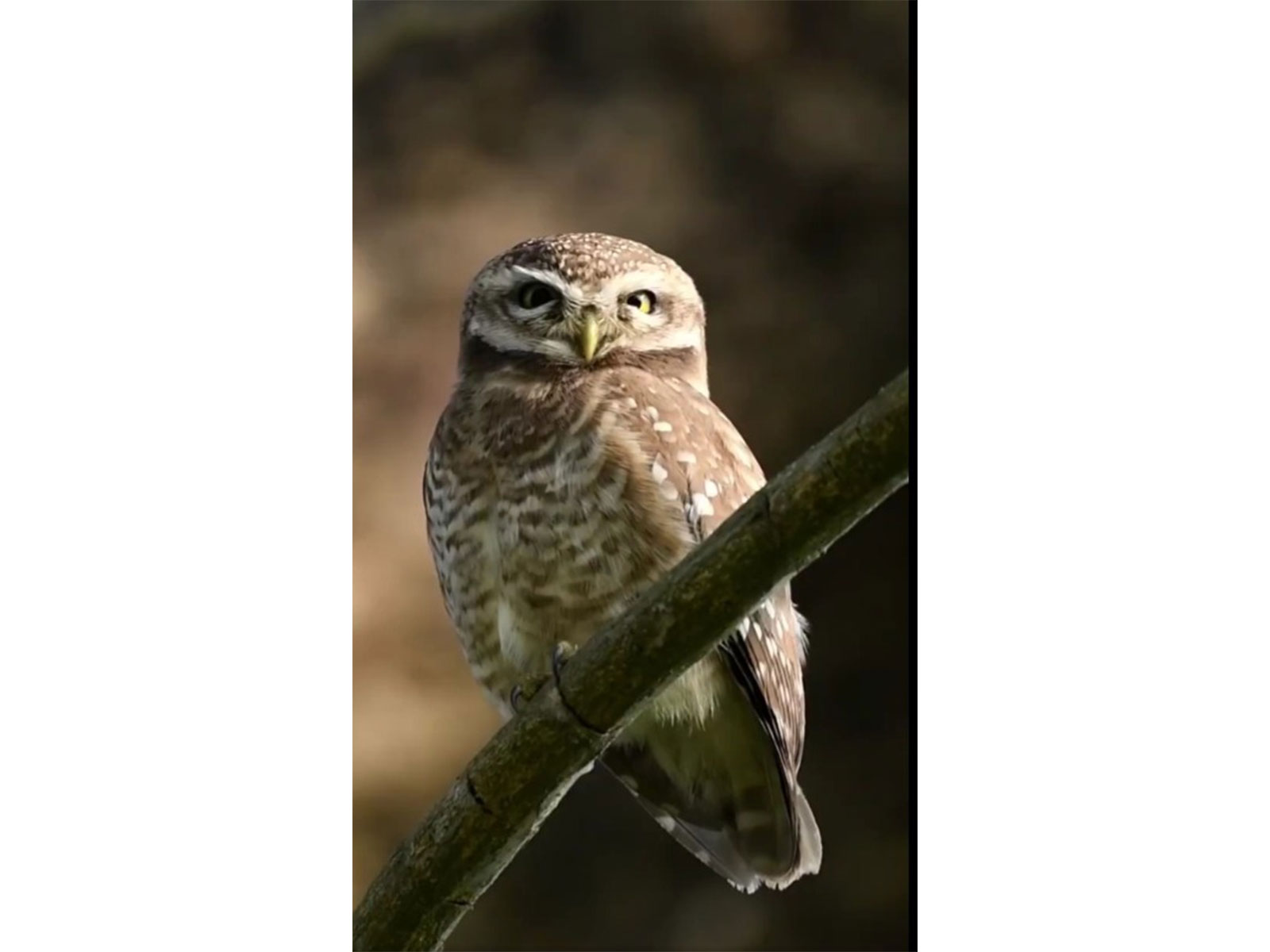 Spotted owlet (Photo/X@jayanta_malla)