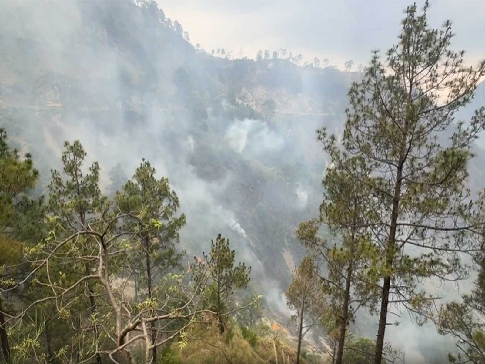 Flames engulf parts of the Salal forest area in Reasi (Photo/ANI)