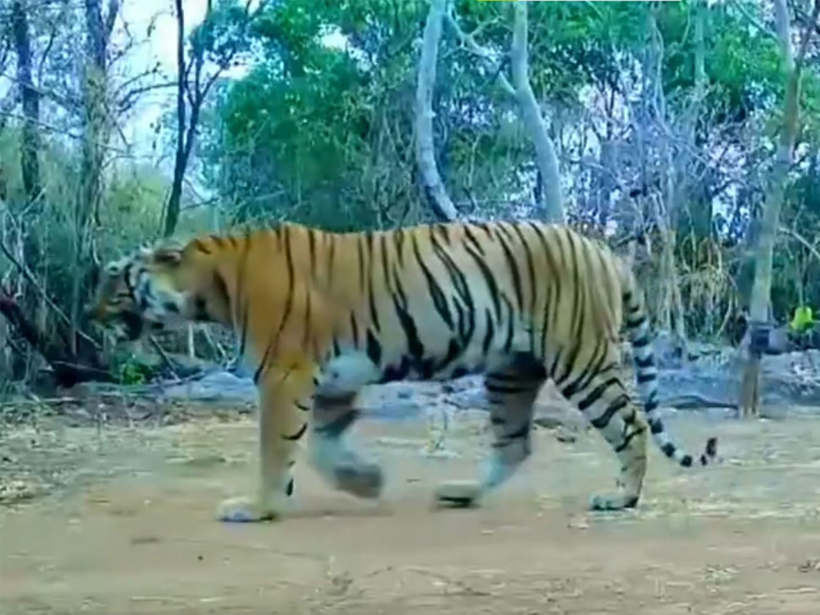 Tigress spotted in Udanti-Sitanadi Tiger Reserve after 8 years (Photo/ForestDepartment) Tigress spotted in Udanti-Sitanadi Tiger Reserve after 8 years (Photo/ForestDepartment)