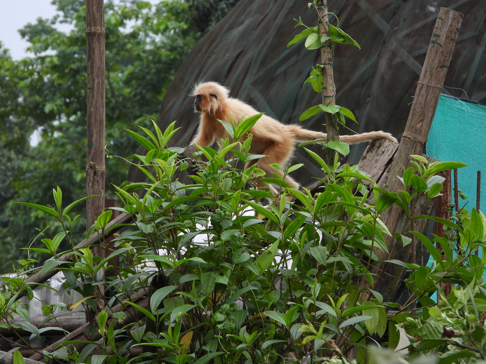 Rescued Golden Langurs (Photo/ANI)