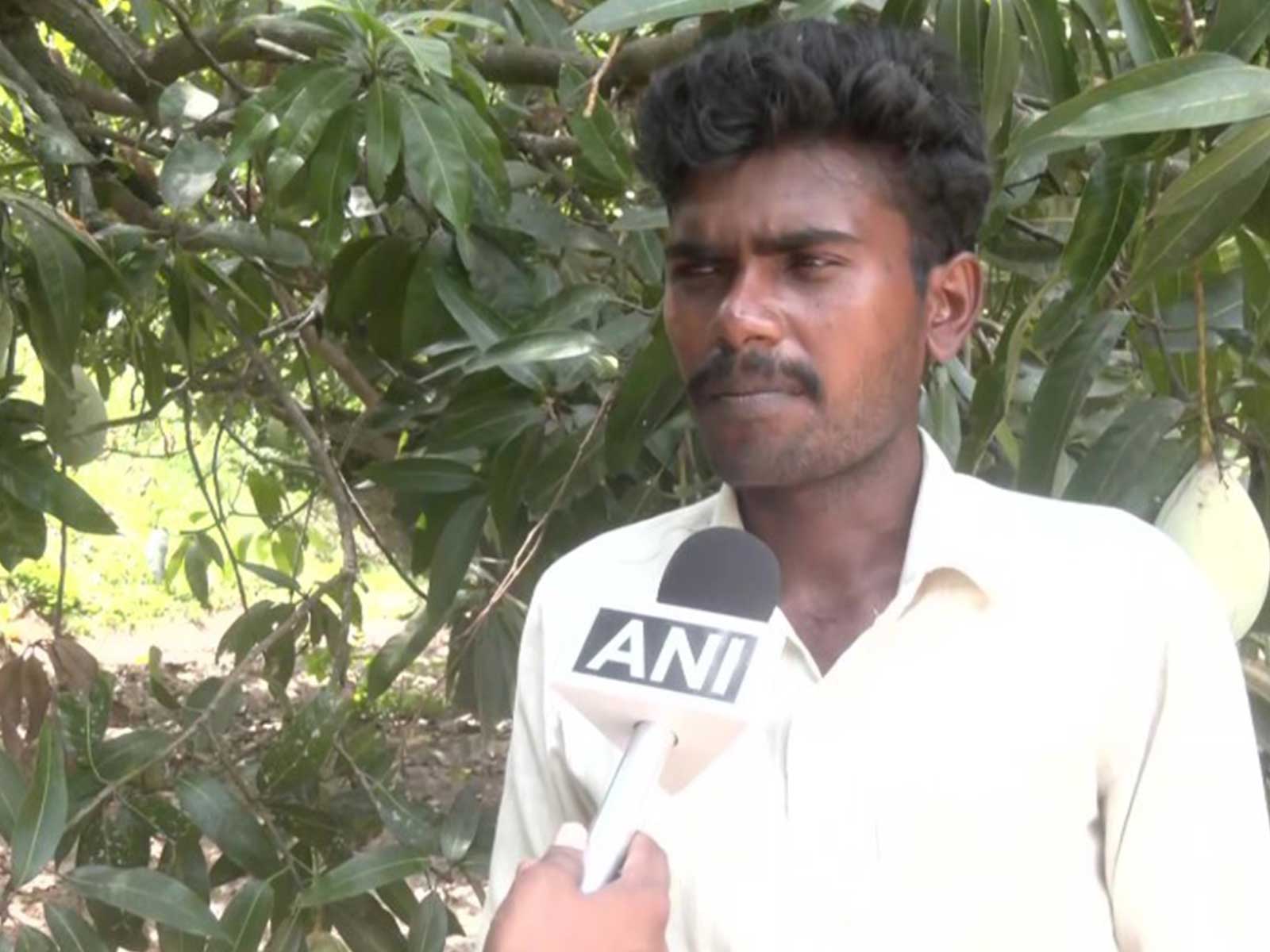 Jeeva, a mango farmer (Photo/ANI)