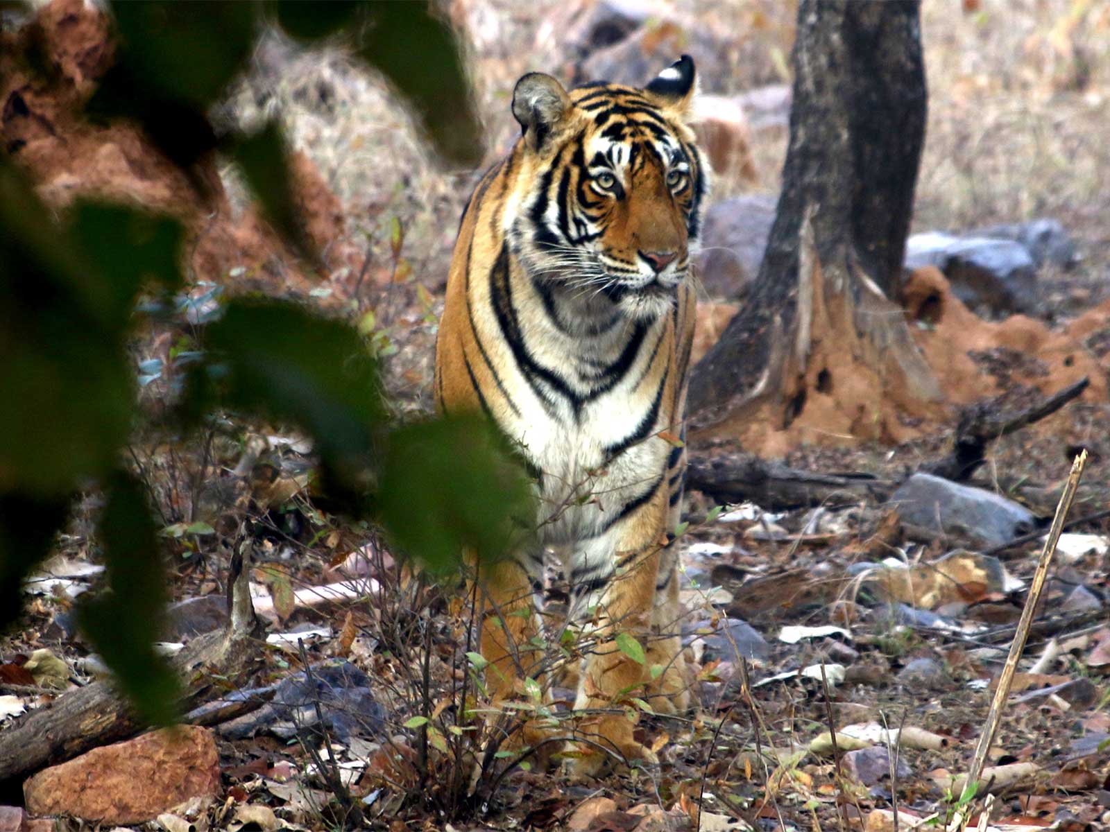 Tigress at the Ranthambore National Park (File Photo/ANI)