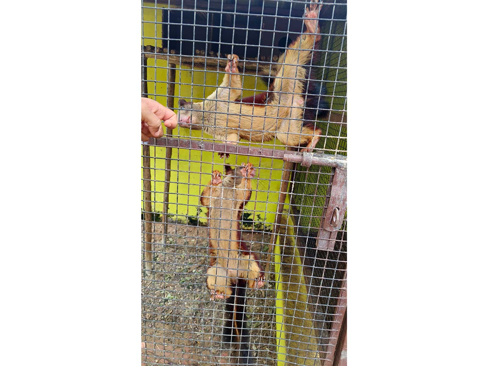Giant squirrel found during operation (Photo/Ministry of Finance) Giant squirrel found during operation (Photo/Ministry of Finance)