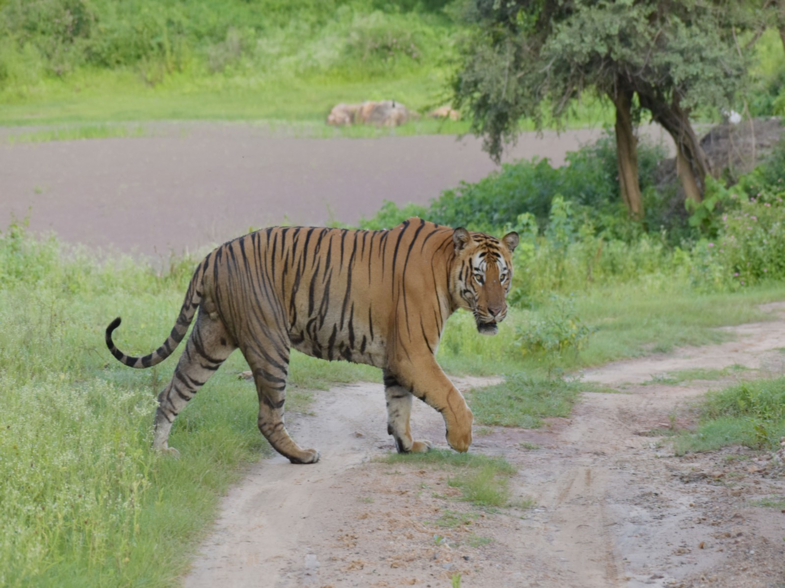 Tiger at Nagarahole Tiger Reserves (Photo/nagaraholetigerreserve)