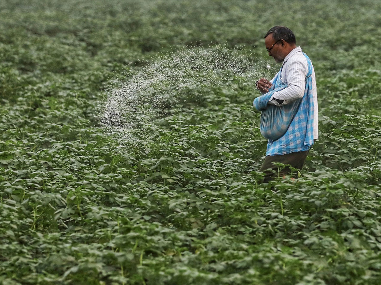 A farmer spreads urea fertiliser on a potato crop field (File Photo/ANI) 