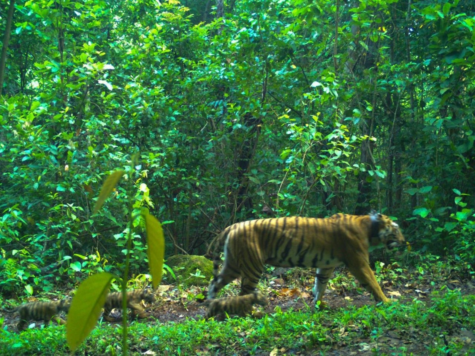 Tigress Zeenat taking walks with her growing cubs (Photo/ Similipal Tiger Reserve official)