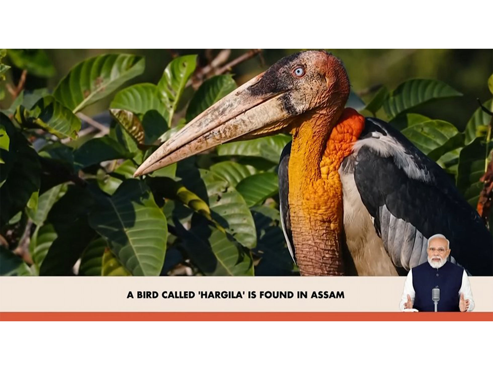 A rare bird is found in Assam known as the 'Hargila' (Photo/X@narendramodi) A rare bird is found in Assam known as the 'Hargila' (Photo/X@narendramodi)