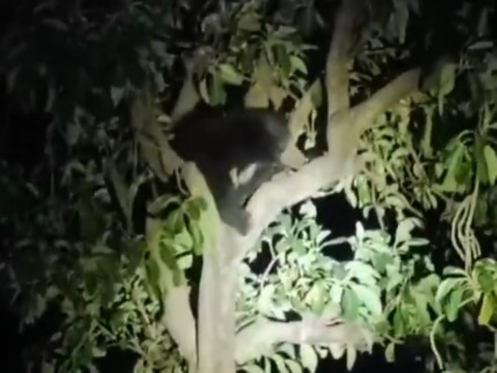 Bear in theKhalid Bin Walid Nagar in Buldhana (Photo/ANI) Bear in theKhalid Bin Walid Nagar in Buldhana (Photo/ANI)