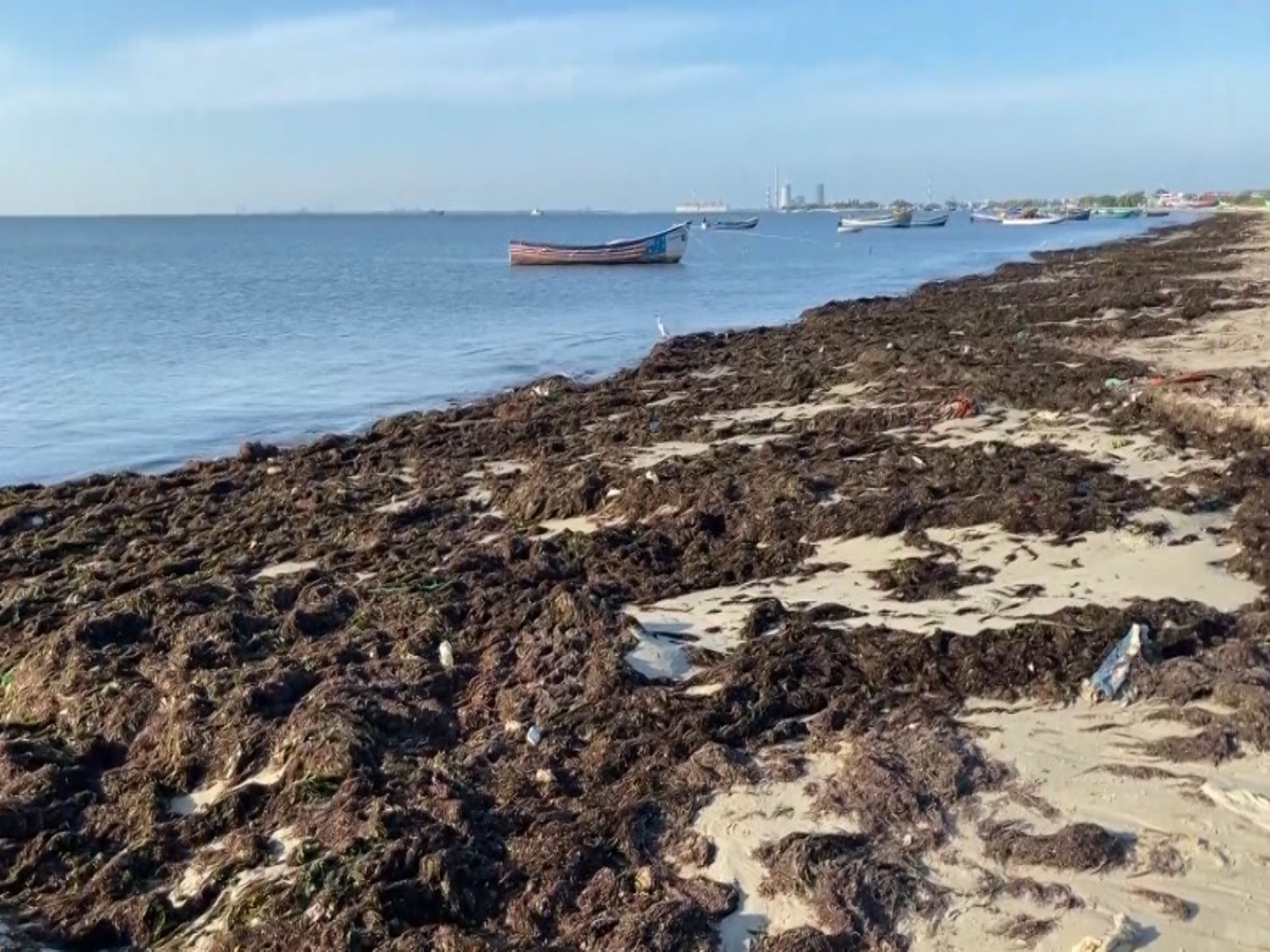 Seaweed washed along the eastern coastal areas of Thoothukudi (Photo/ANI) Seaweed washed along the eastern coastal areas of Thoothukudi (Photo/ANI)