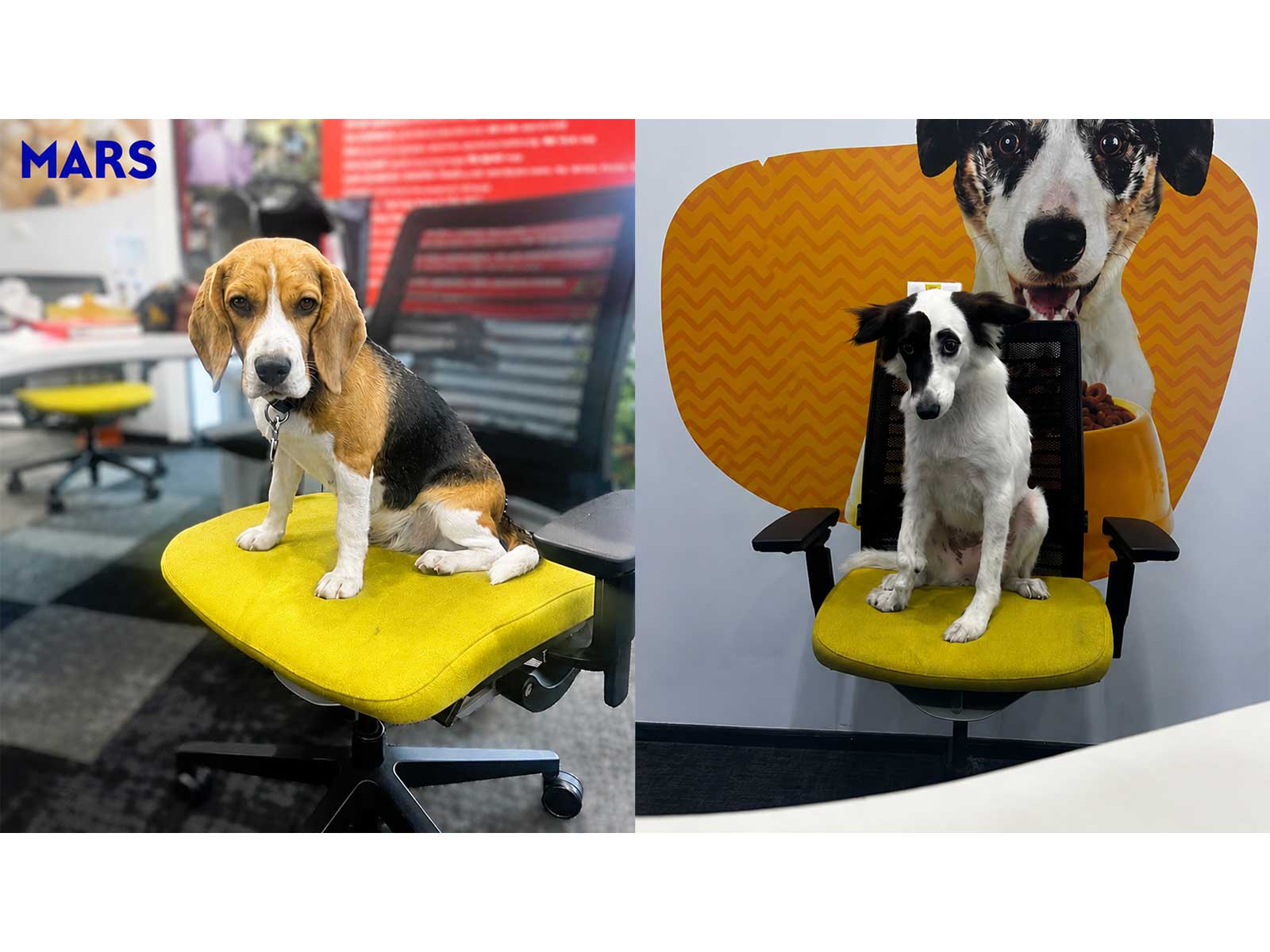  Maya and Mia, Mars Pet Nutrition India’s two adopted pet associates