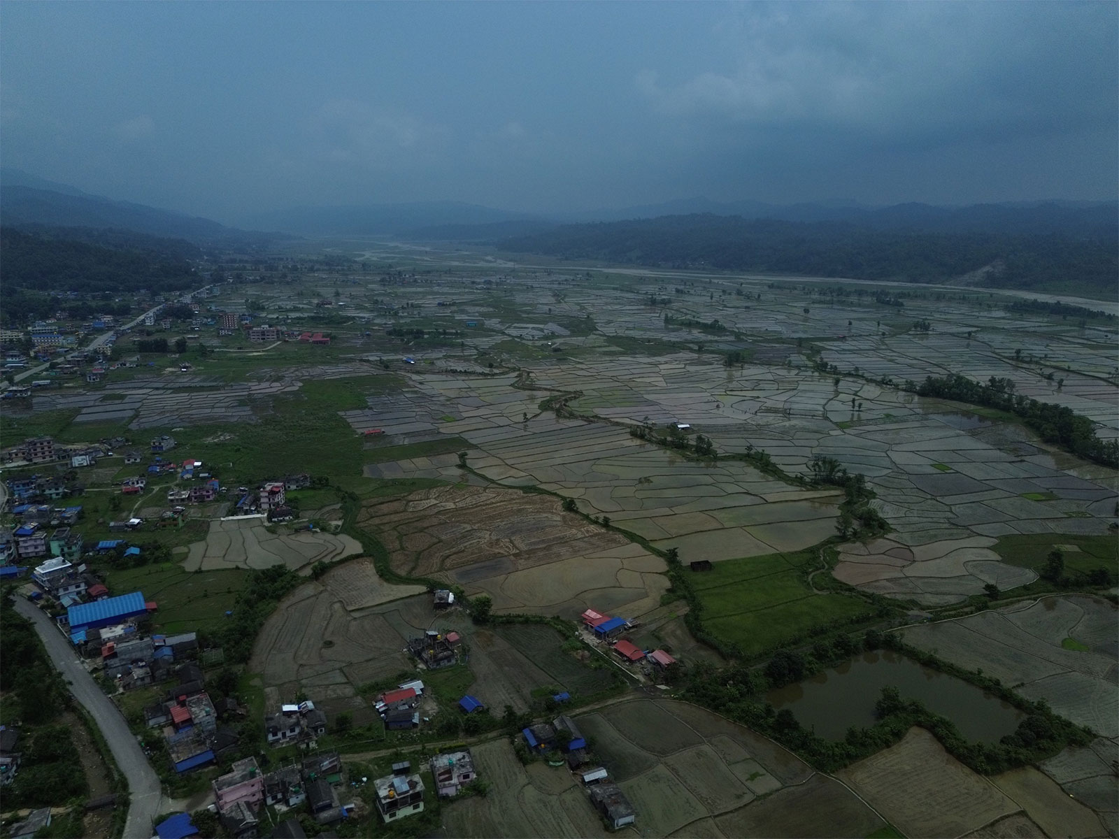 Paddy fields stretch across the landscape during Nepal's cultivation season, where meteorologists have warned of a drier monsoon ahead due to the El Niño phenomenon. (Photo/ANI)