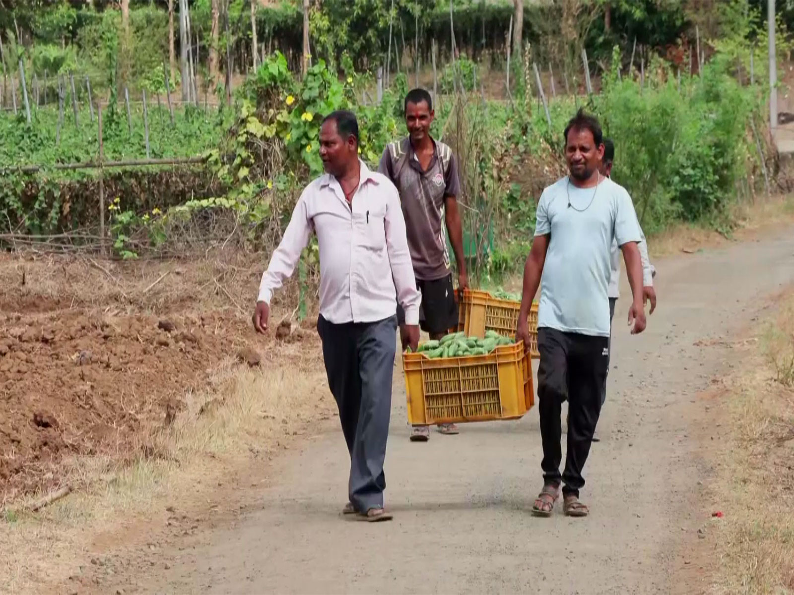 Gujarat's Mandap Scheme boosts vegetable farming, strengthens tribal livelihoods in Valsad (Photo/ANI) Gujarat's Mandap Scheme boosts vegetable farming, strengthens tribal livelihoods in Valsad (Photo/ANI)