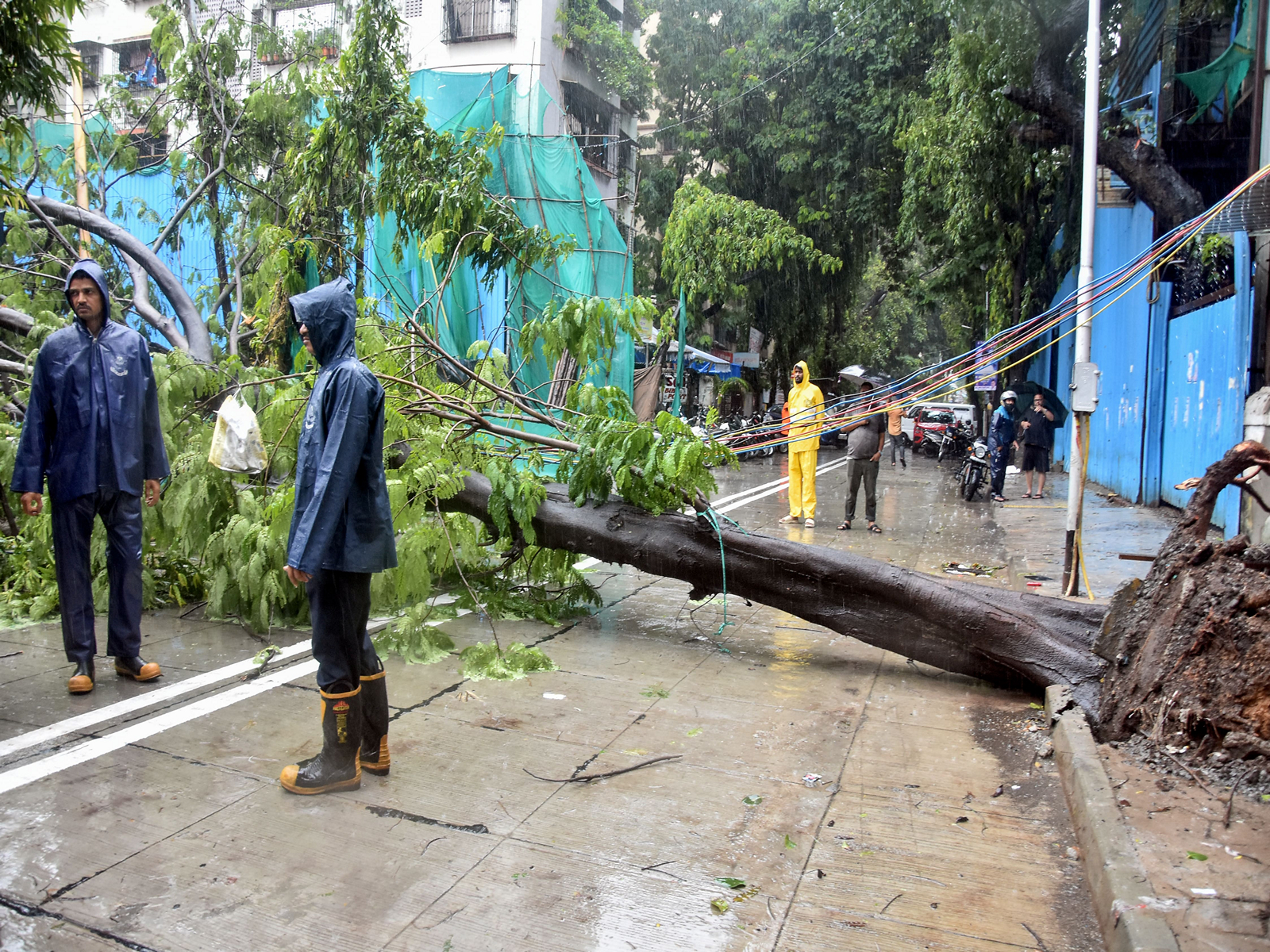 Heavy rain uproots massive tree, disrupts traffic in Mumbai’s Dadar area (Photo/ANI)